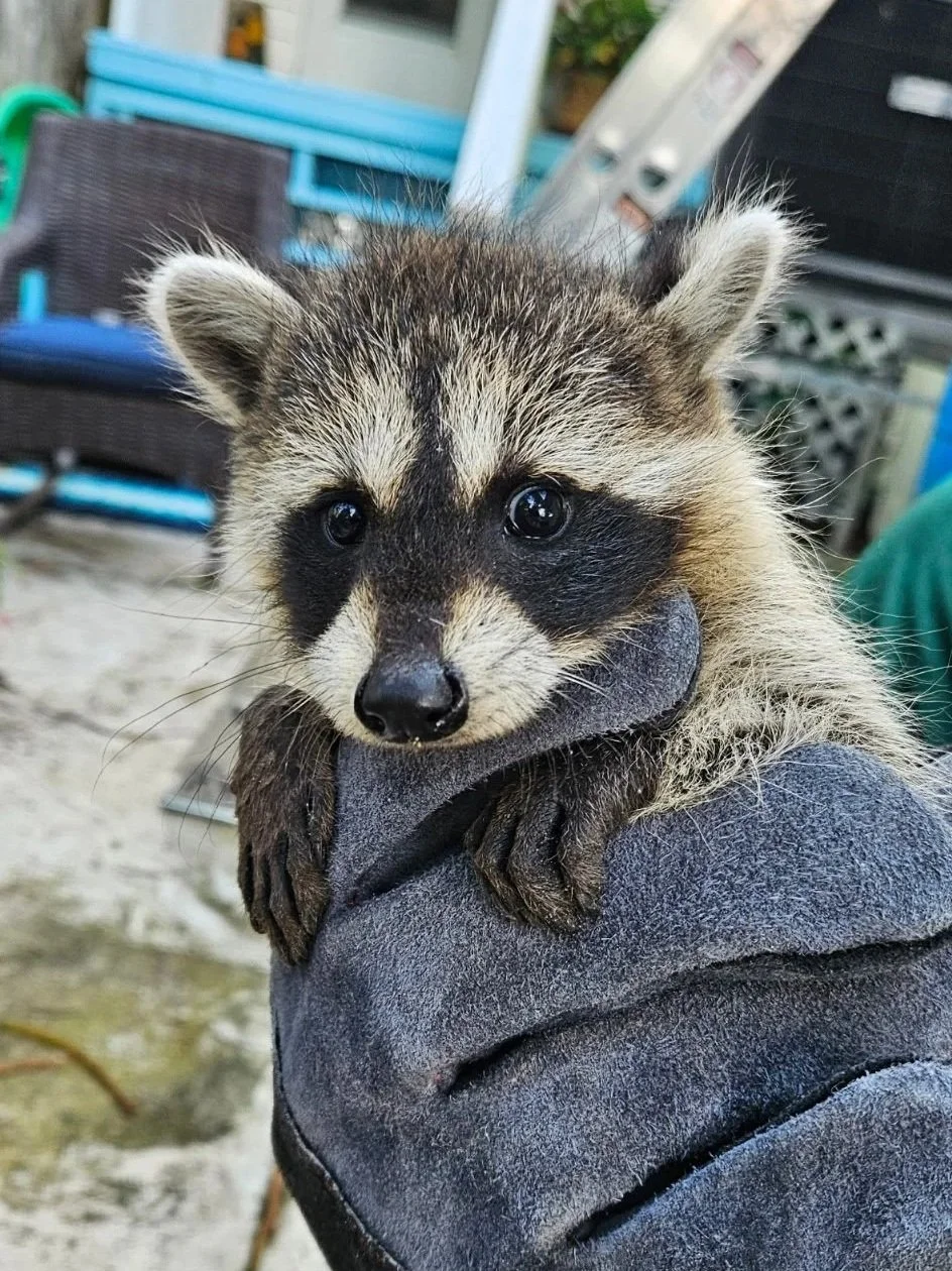 Raccoon Removal & Exlusion