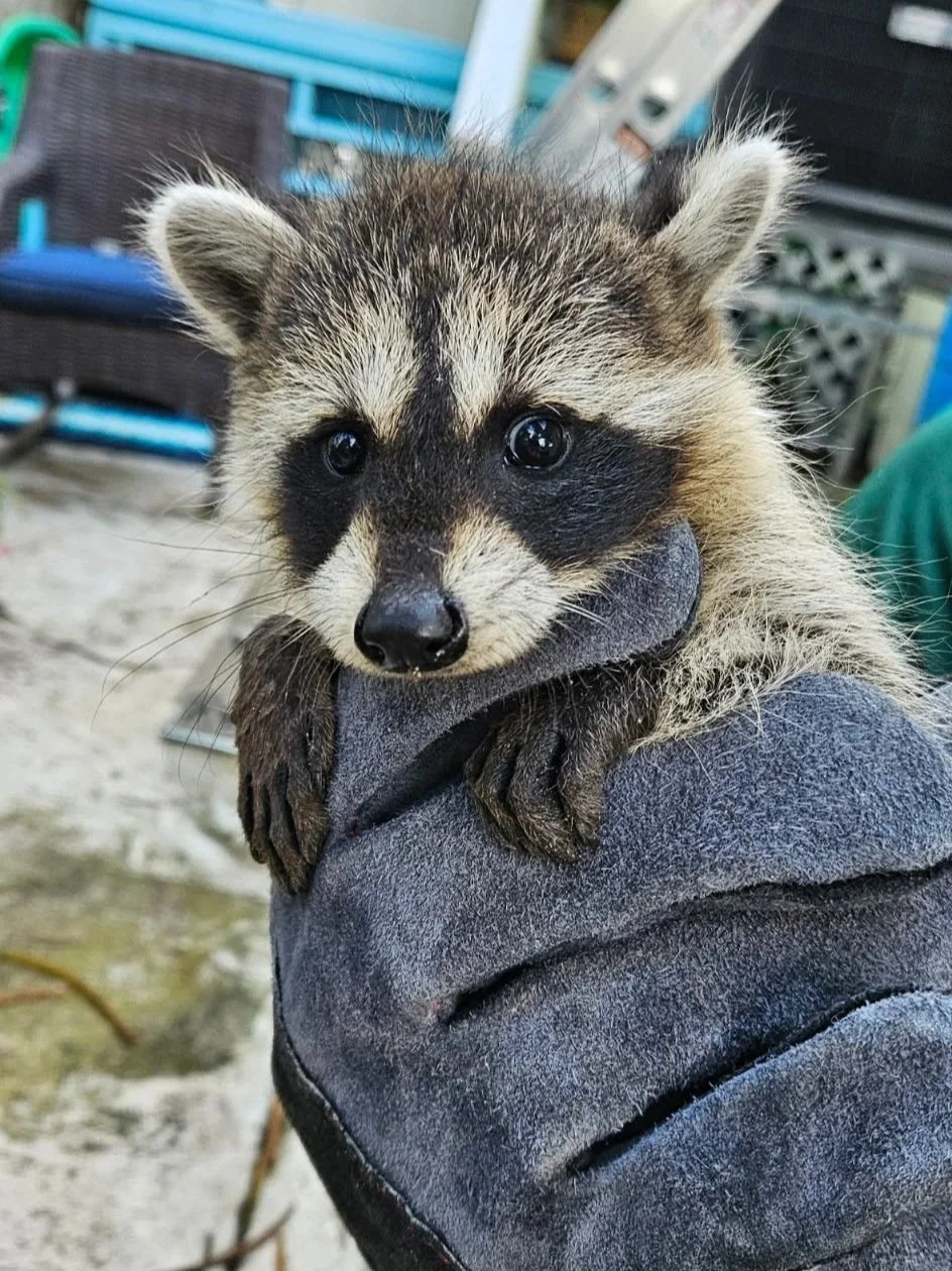A raccoon being held by a person wearing a dark glove, with outdoor furniture and a sandy ground in the background.