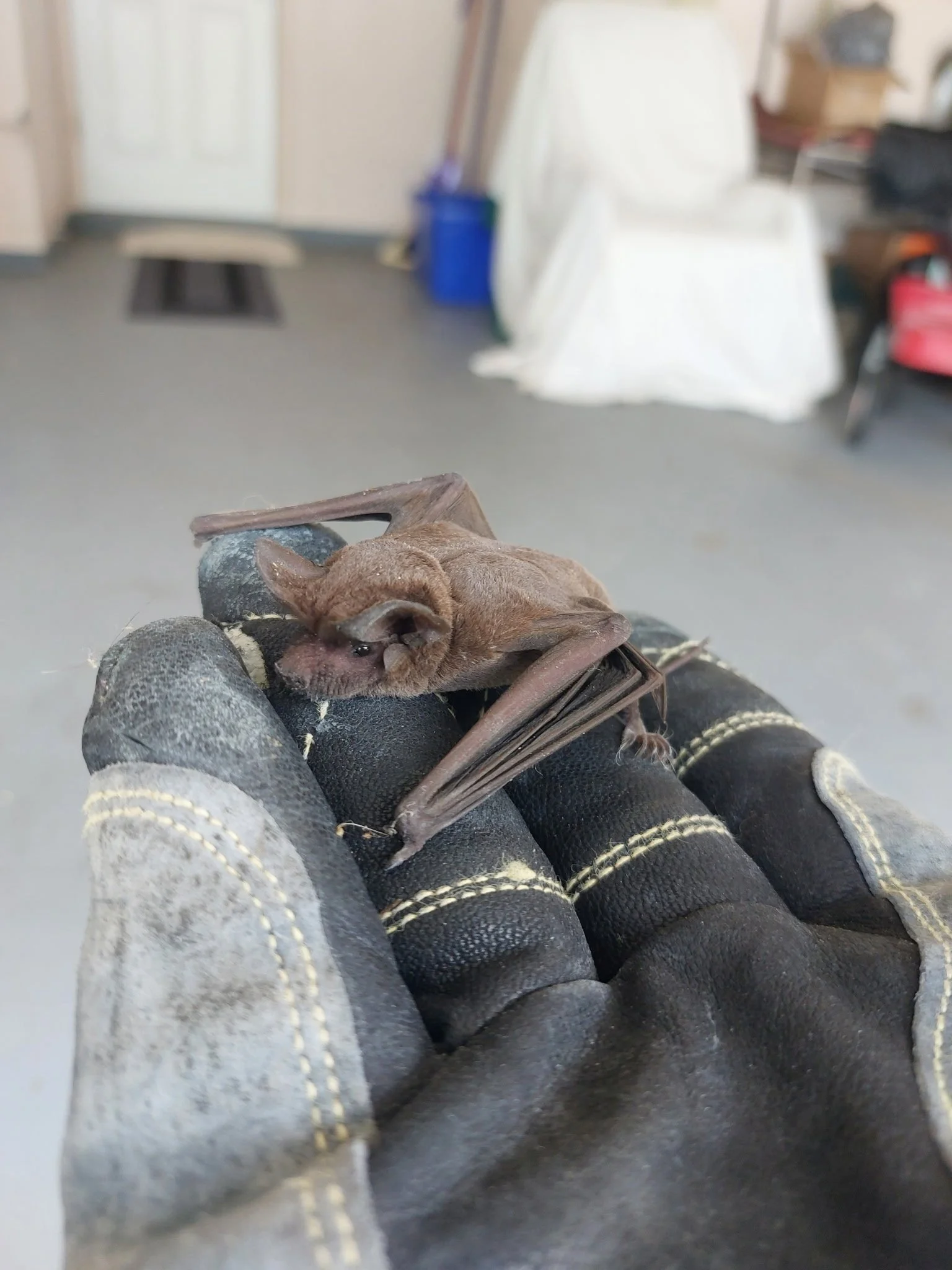 A small brown bat resting on a black work glove in a garage.