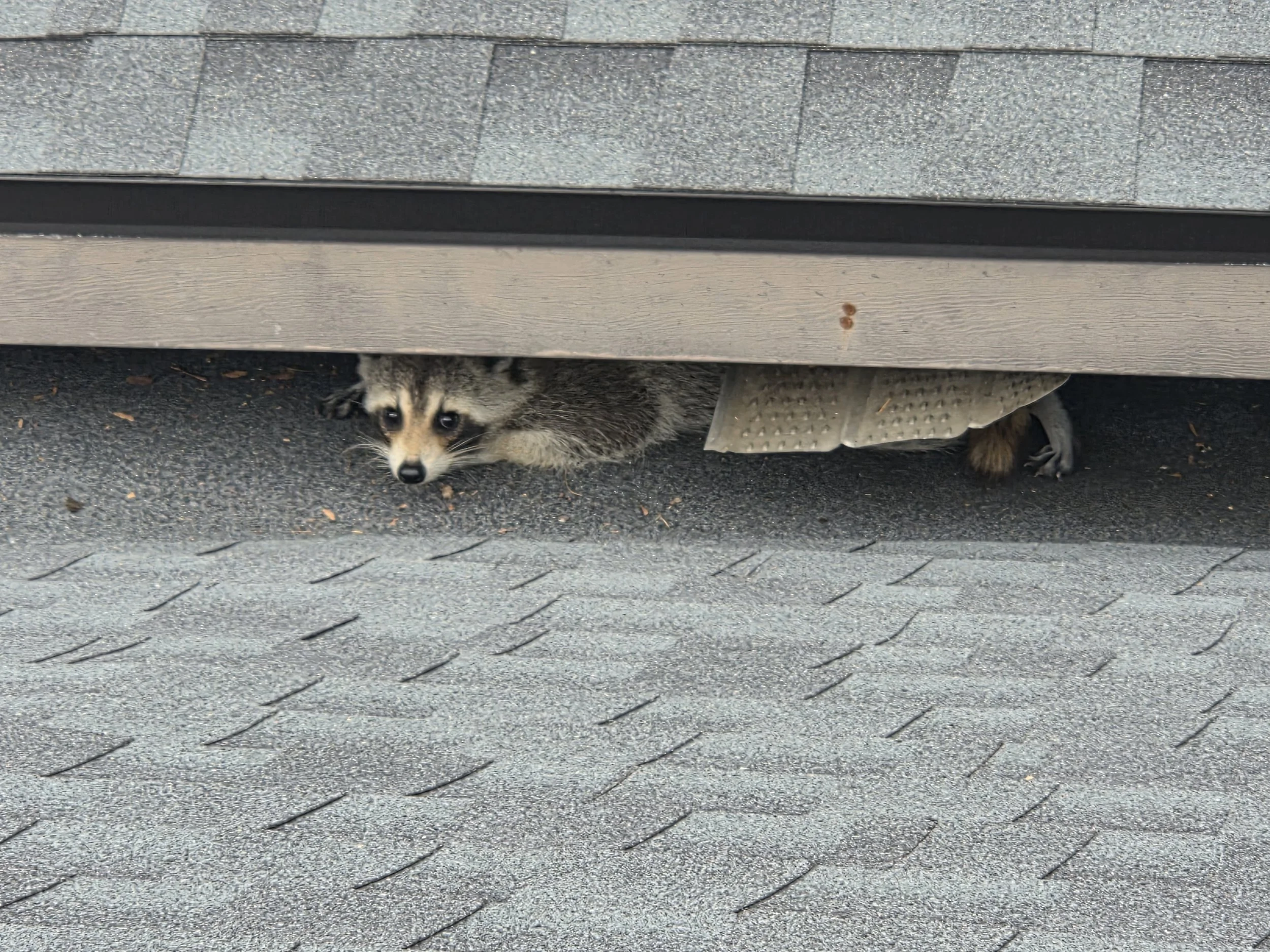 Raccoon in the Soffit