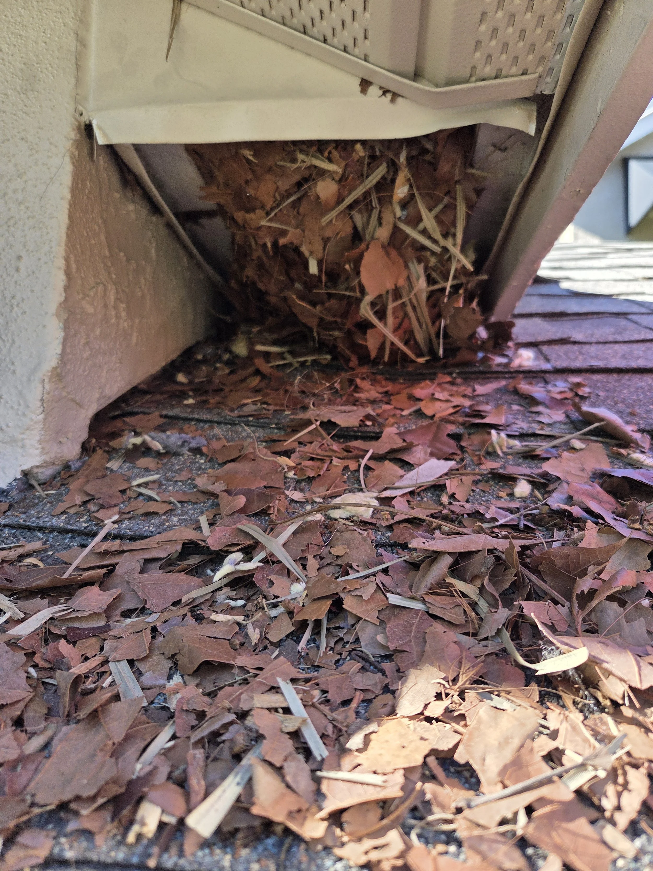 Large squirrel nest in soffit, no babies