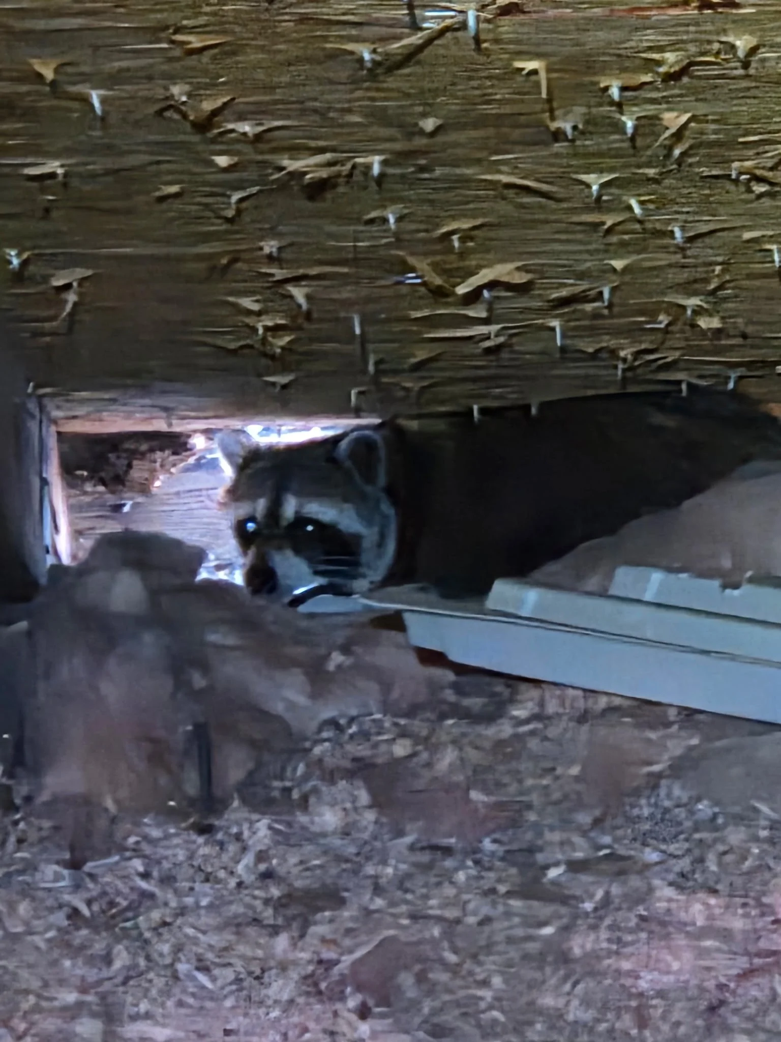 Raccoon in attic