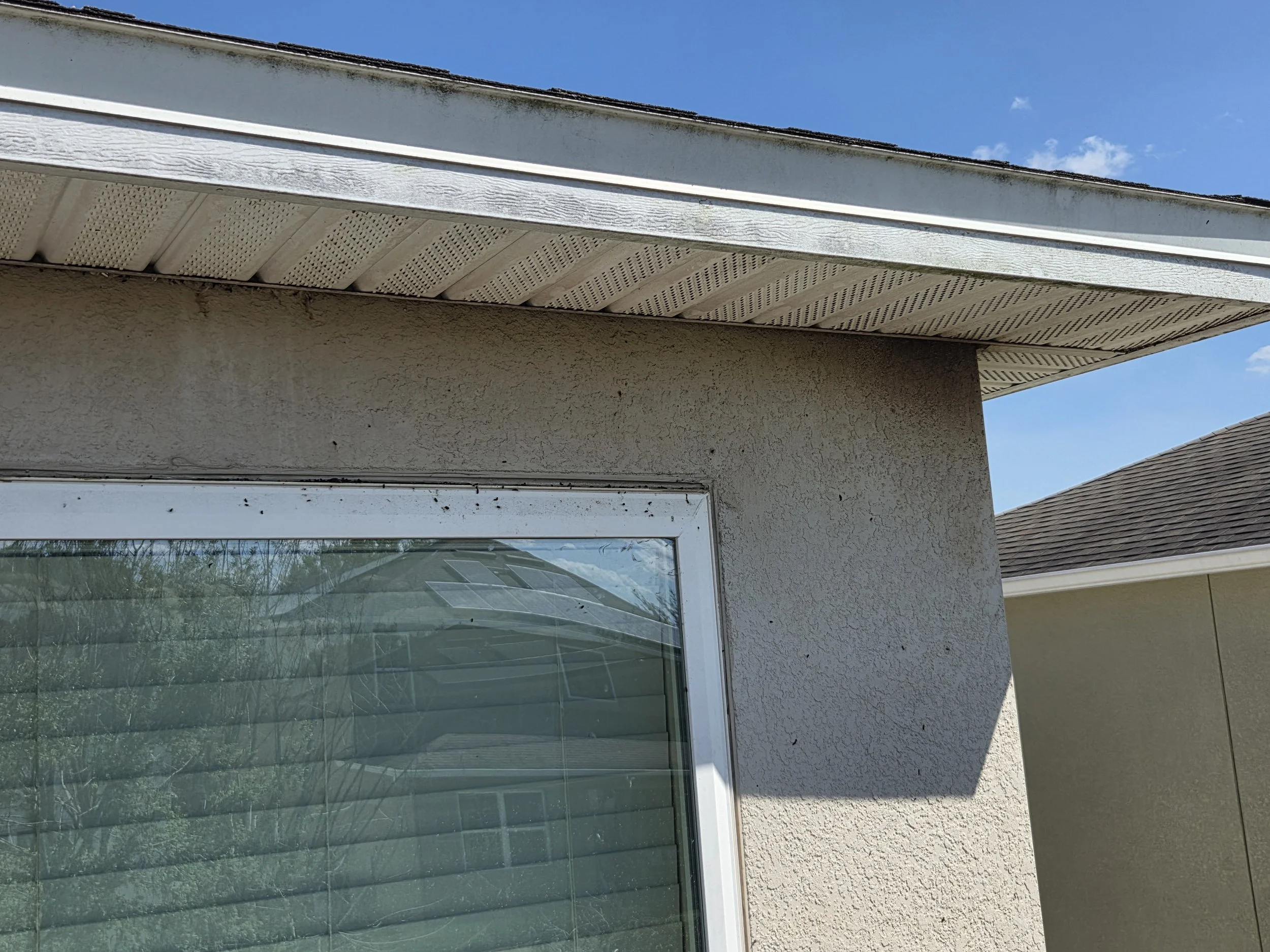 Bats in Customers Soffit