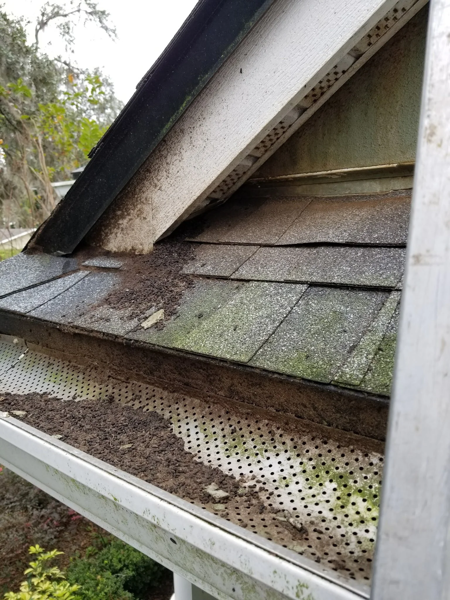 Bats Poop Everywhere while staying in your home