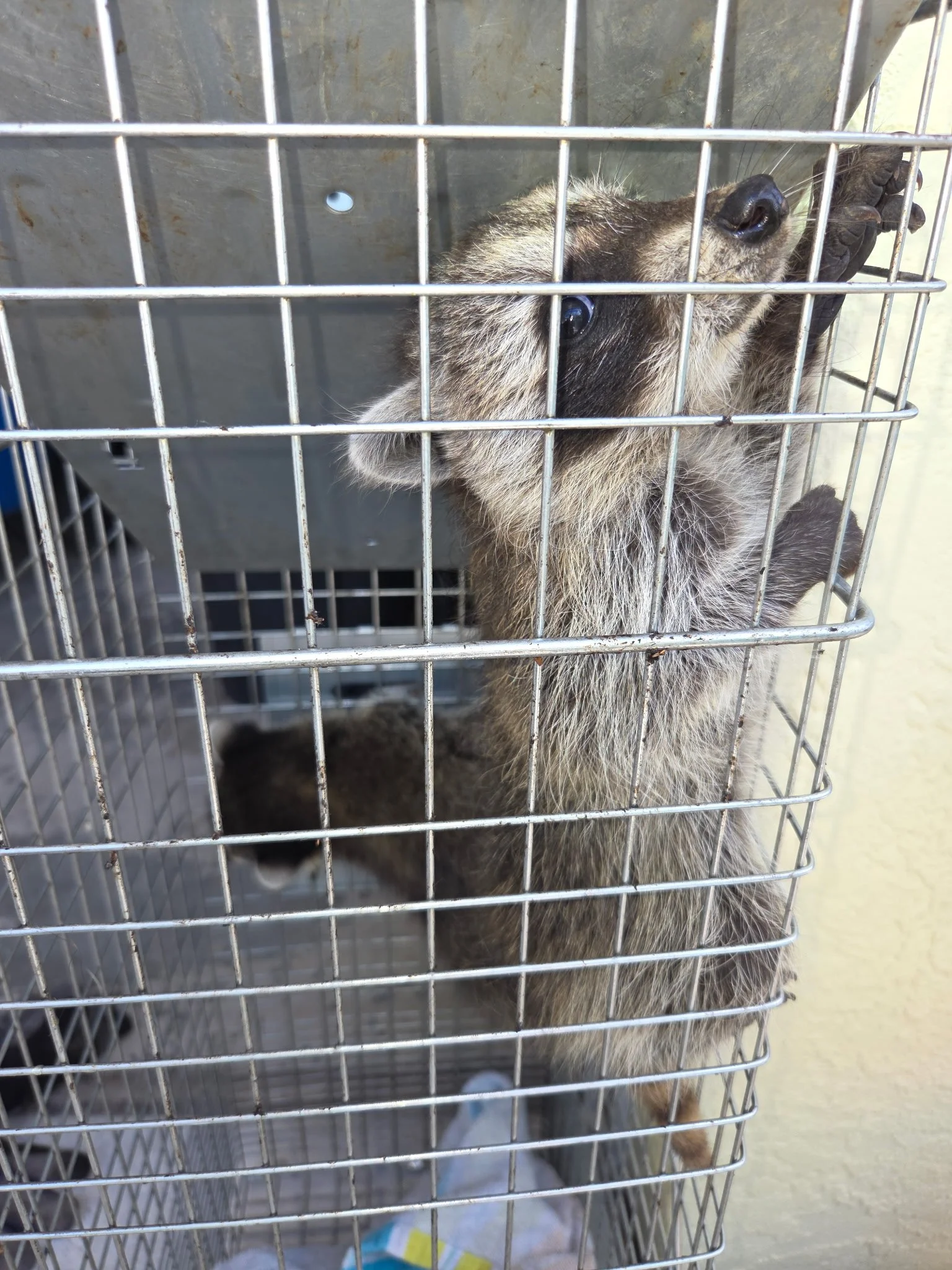 A raccoon inside a metal cage, reaching up to nibble on the cage bars.