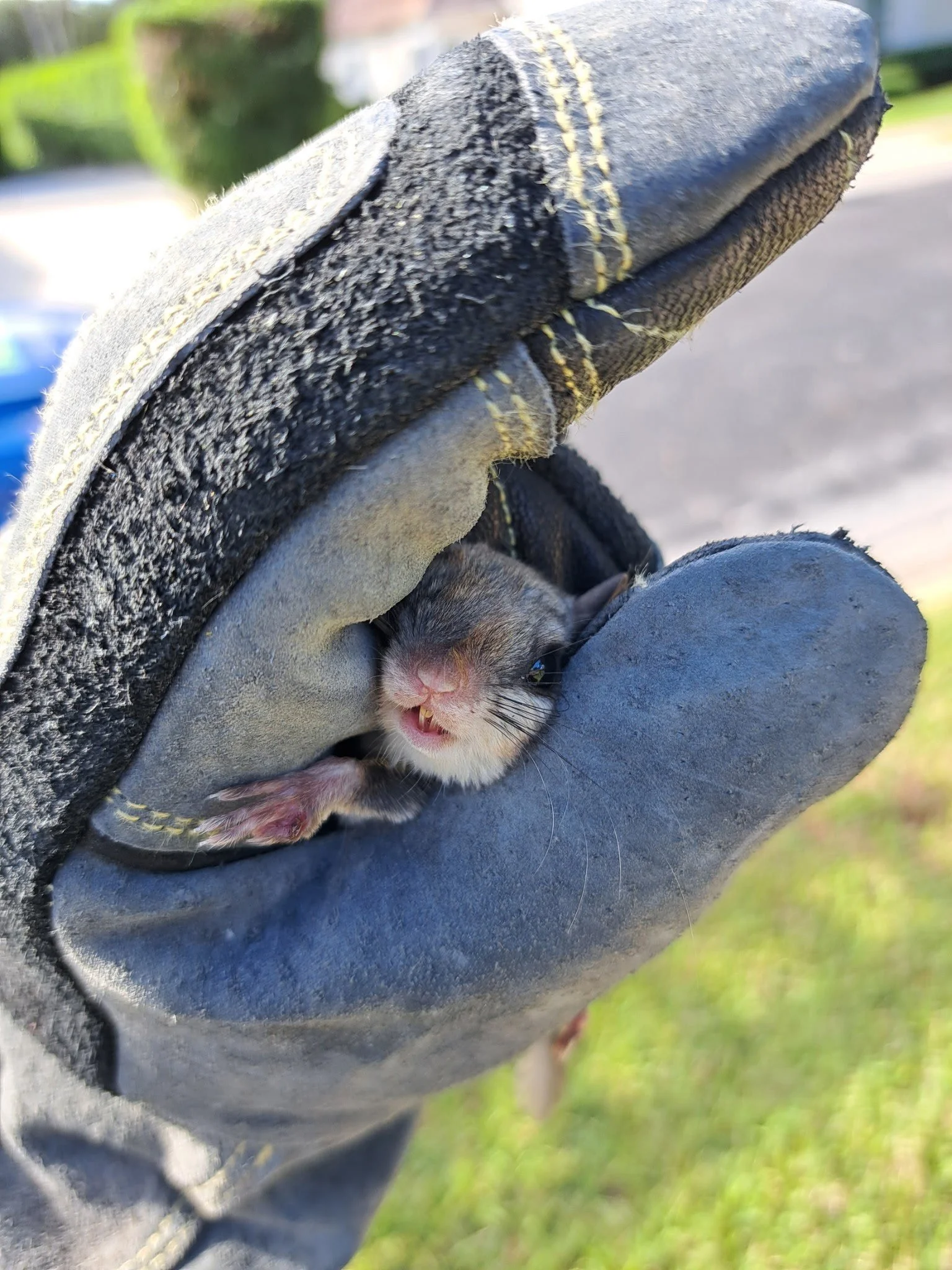 A tiny, baby animal peeking out from inside a work glove being held up outside.