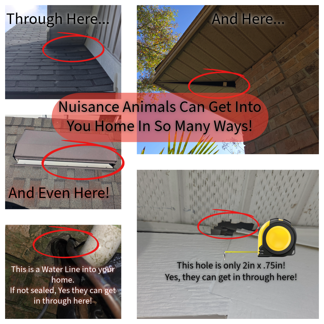 Collage showing various small entry points into a home, such as a roof vent, gutter, and water line, with text warning about nuisance animals entering homes through these openings.