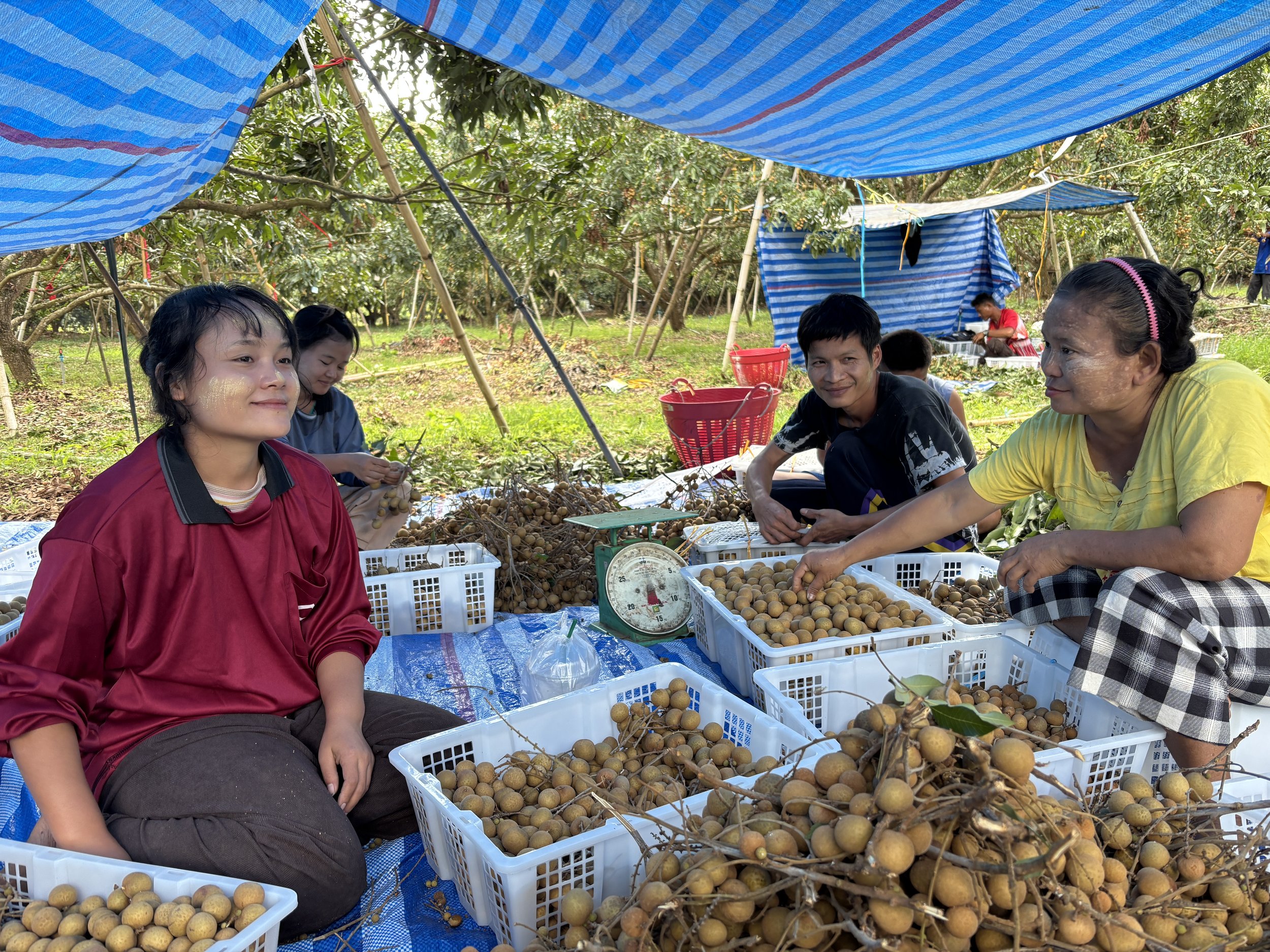 From camps to crops: US aid cuts reshape refugee life in Thailand
