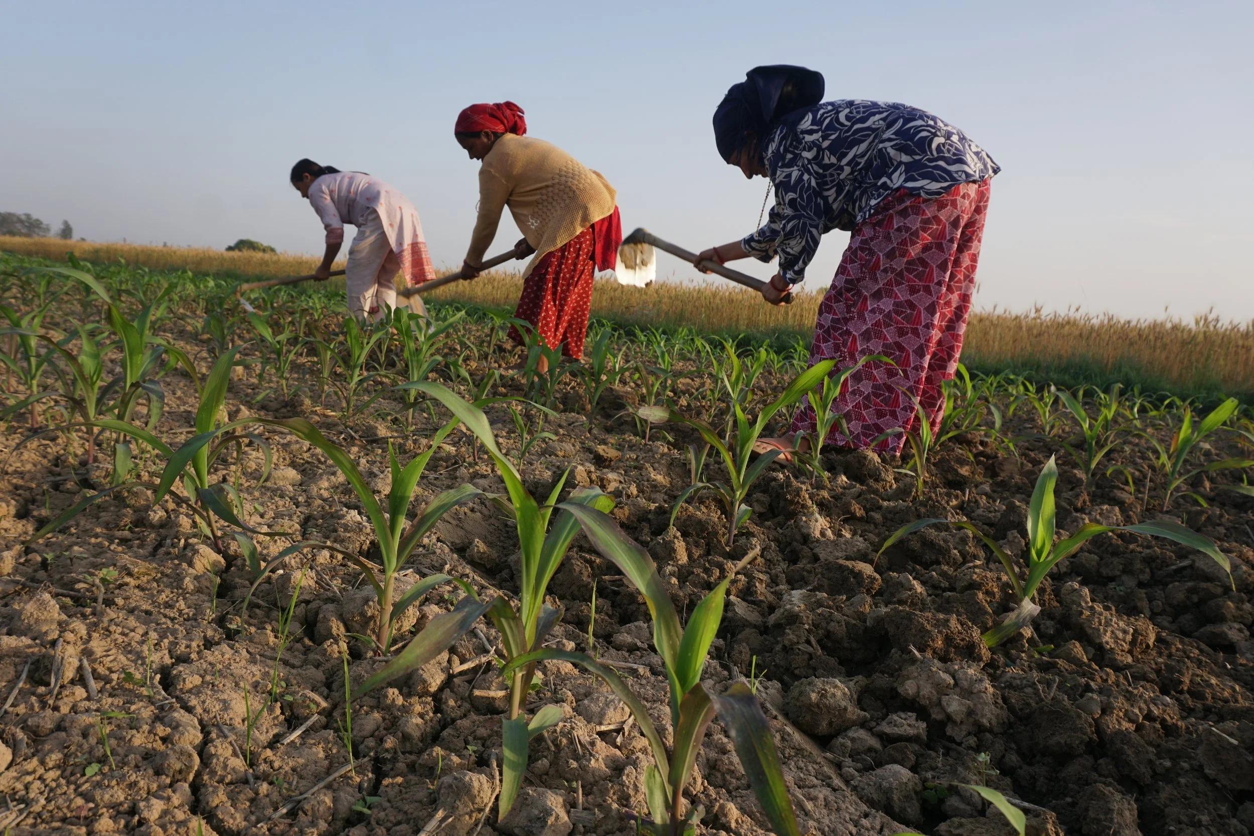 'I had no choice but to go abroad': US aid cuts hit Nepal’s farmers