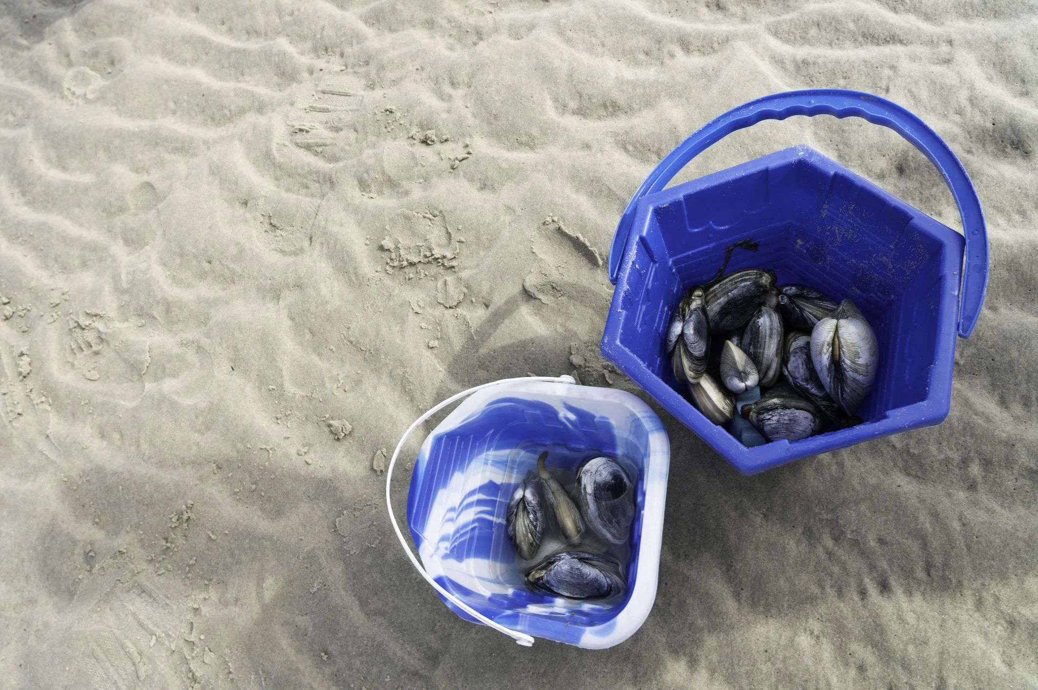 A blue plastic bucket and a smaller white bucket with black mussels on a sandy beach on the beach in the Hamptons