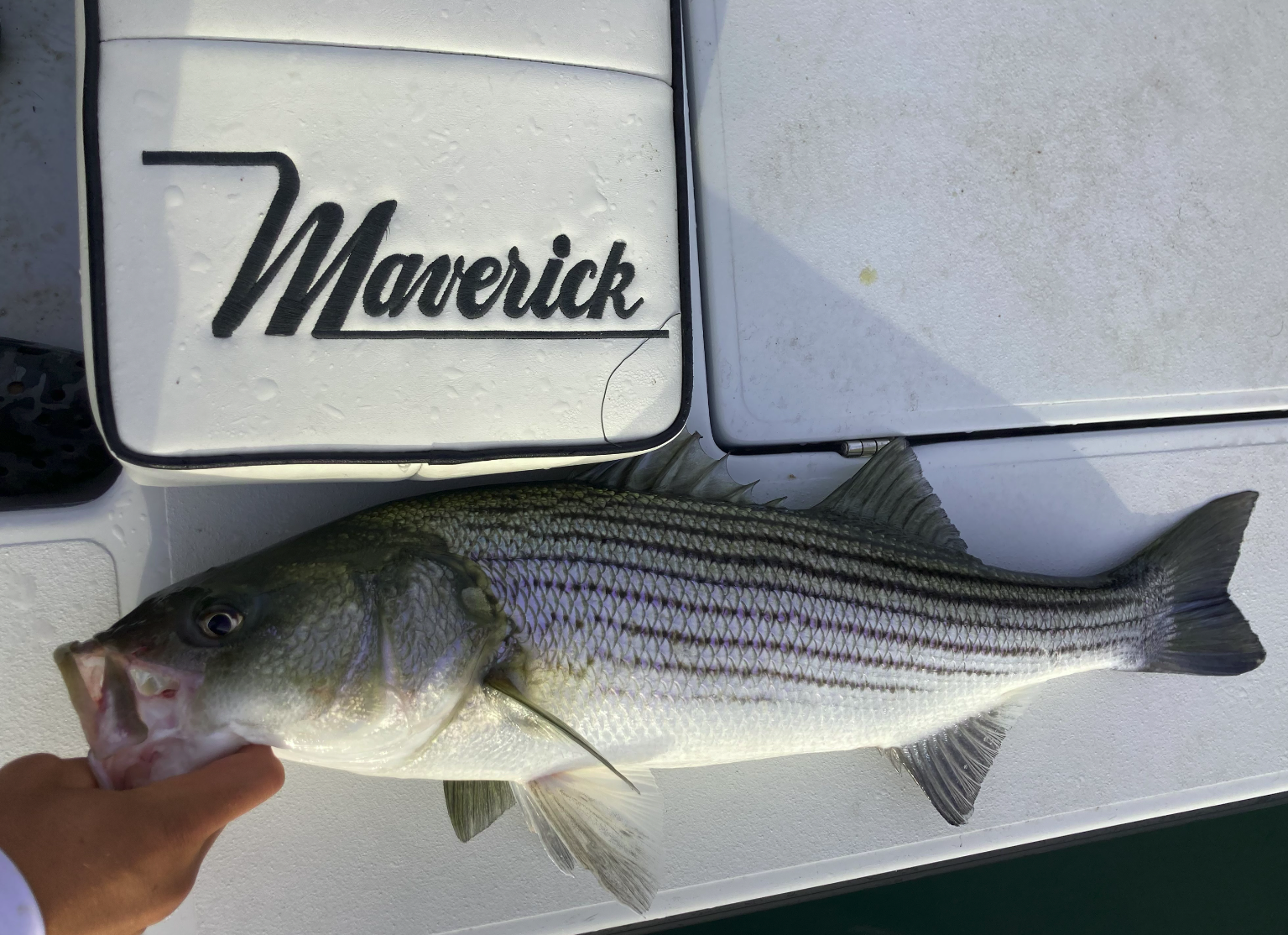 A striped fish lying on a white surface, with a box labeled 'Maverick' nearby, and a person's hand holding the fish's mouth open.
