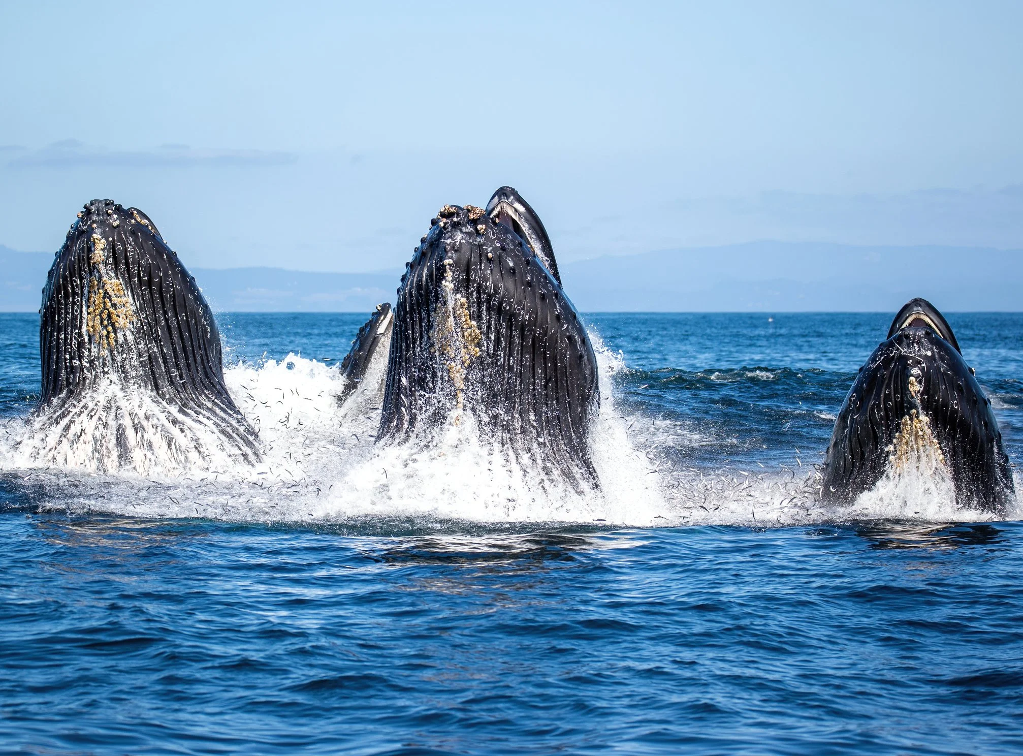 whale sighting during a ecotourism boat charter in the Hamptons