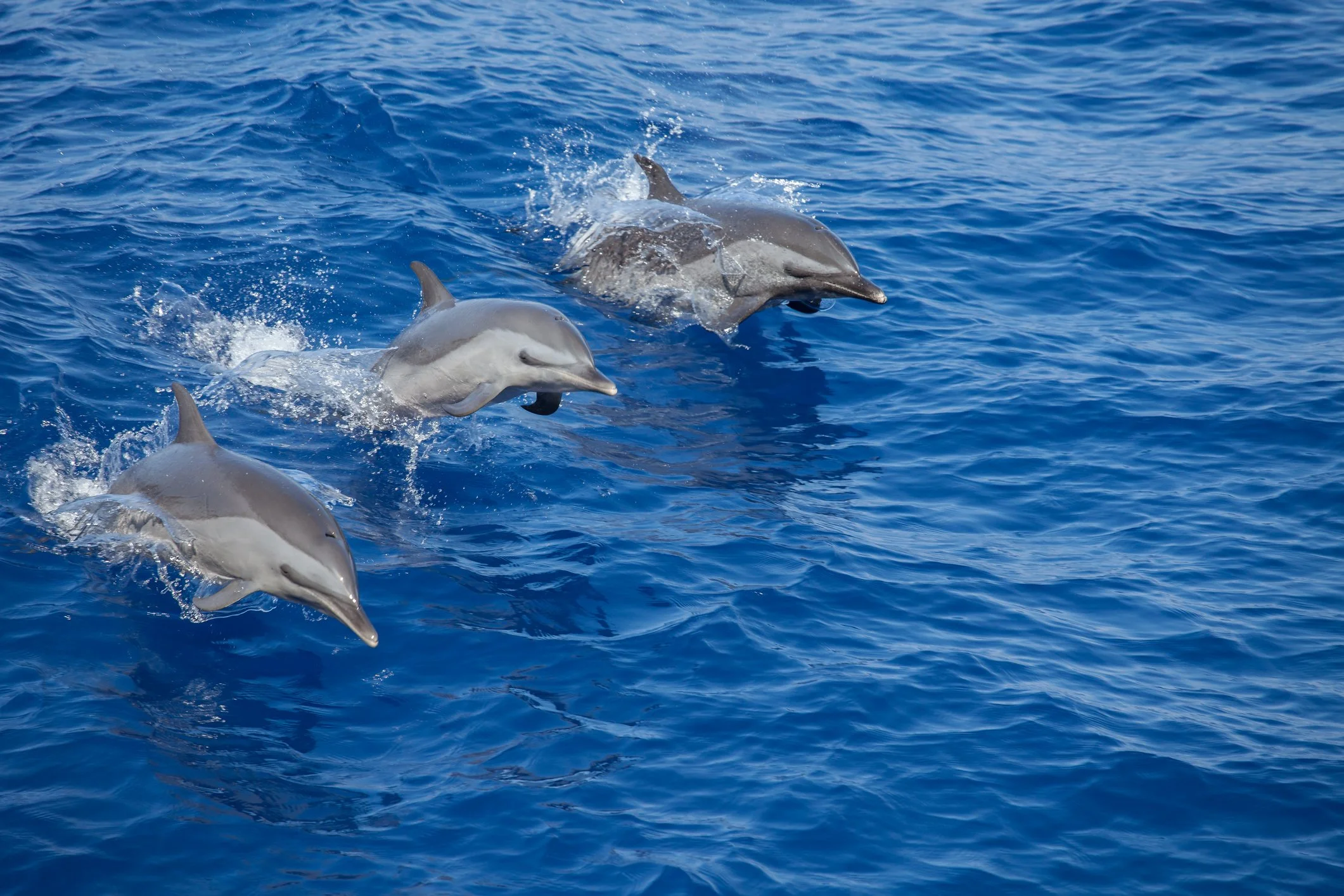 dolphin sighting during a ecotourism boat charter in the Hamptons