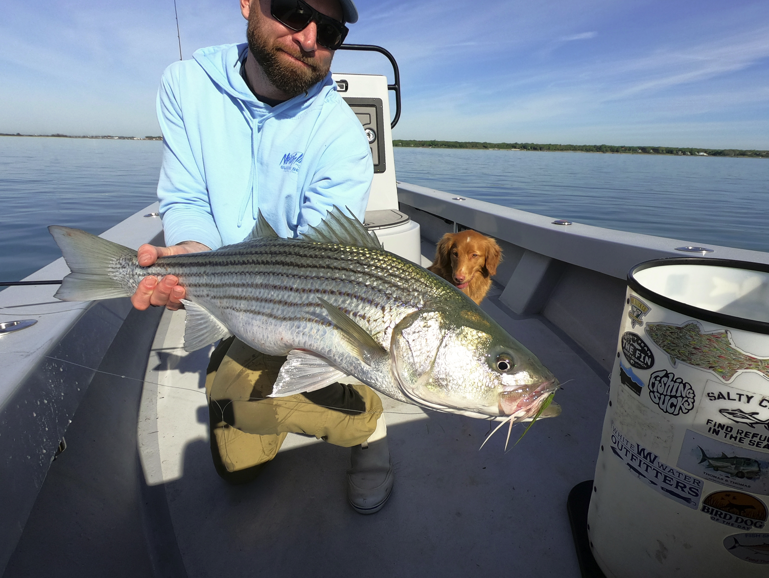 Man holding a large striped bass fish on a boat with a dog in the background, and a bucket with fishing stickers.