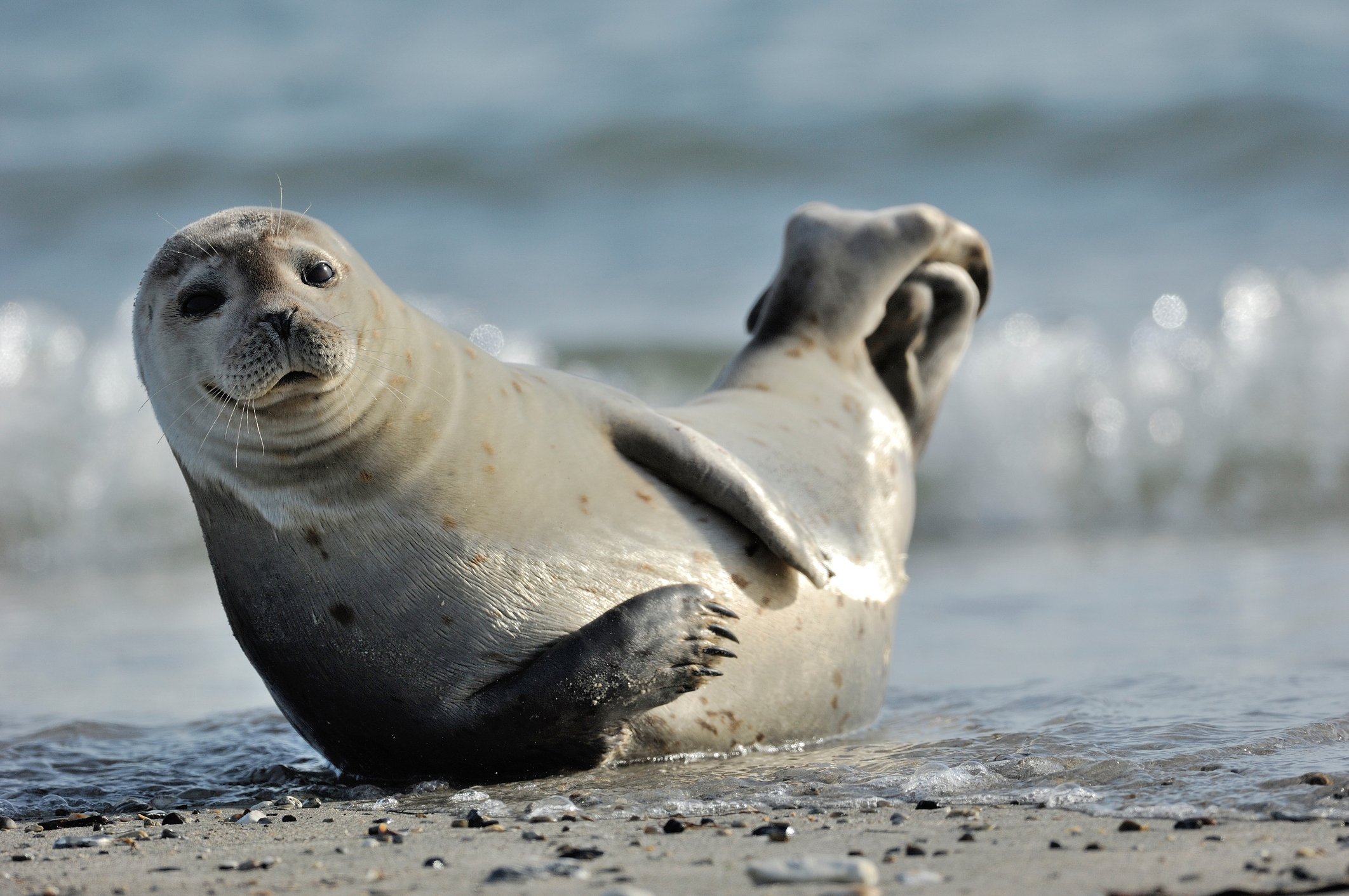 seal sighting during a ecotourism boat charter in the Hamptons