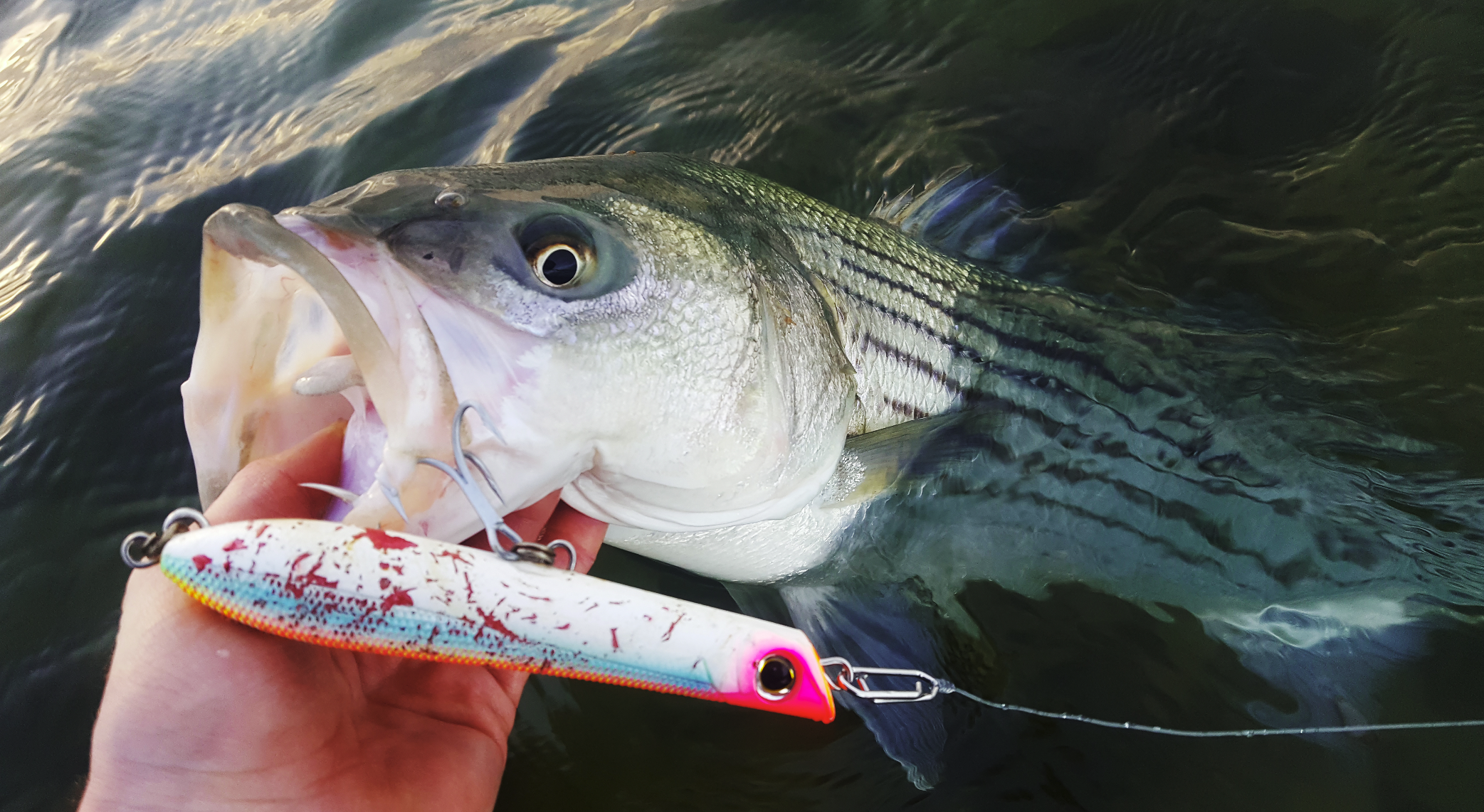A person is holding a largemouth bass fish near the water's surface, with a fishing lure in its mouth. The lure is colorful with splashes of red and blue, and is attached to a fishing line.