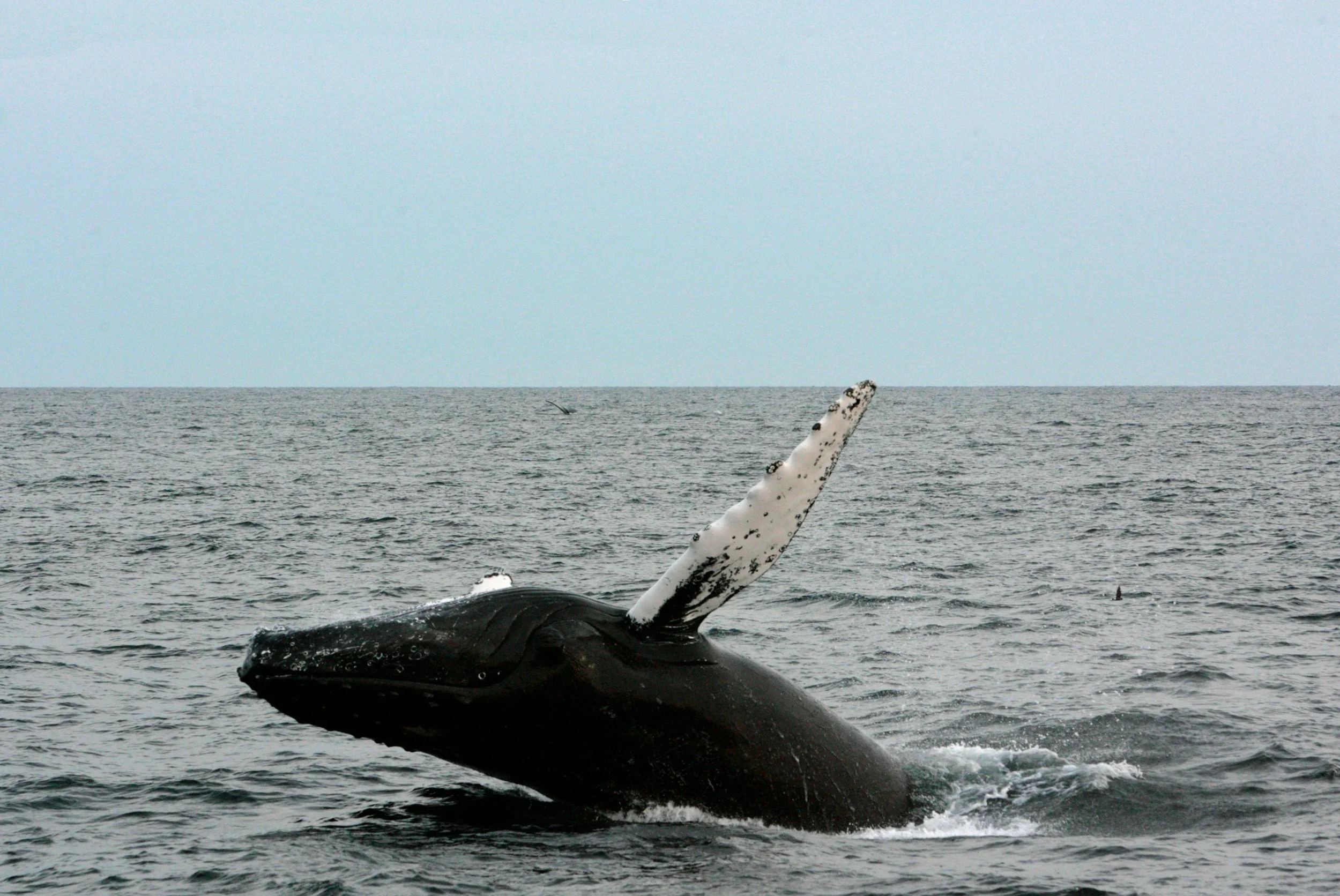 A close-up of a whale breaching the ocean surface with its head and a large white dorsal fin visible, water splashing around.