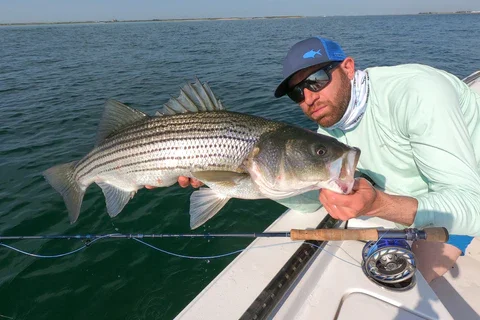 Man holding a large striped bass fish on a boat