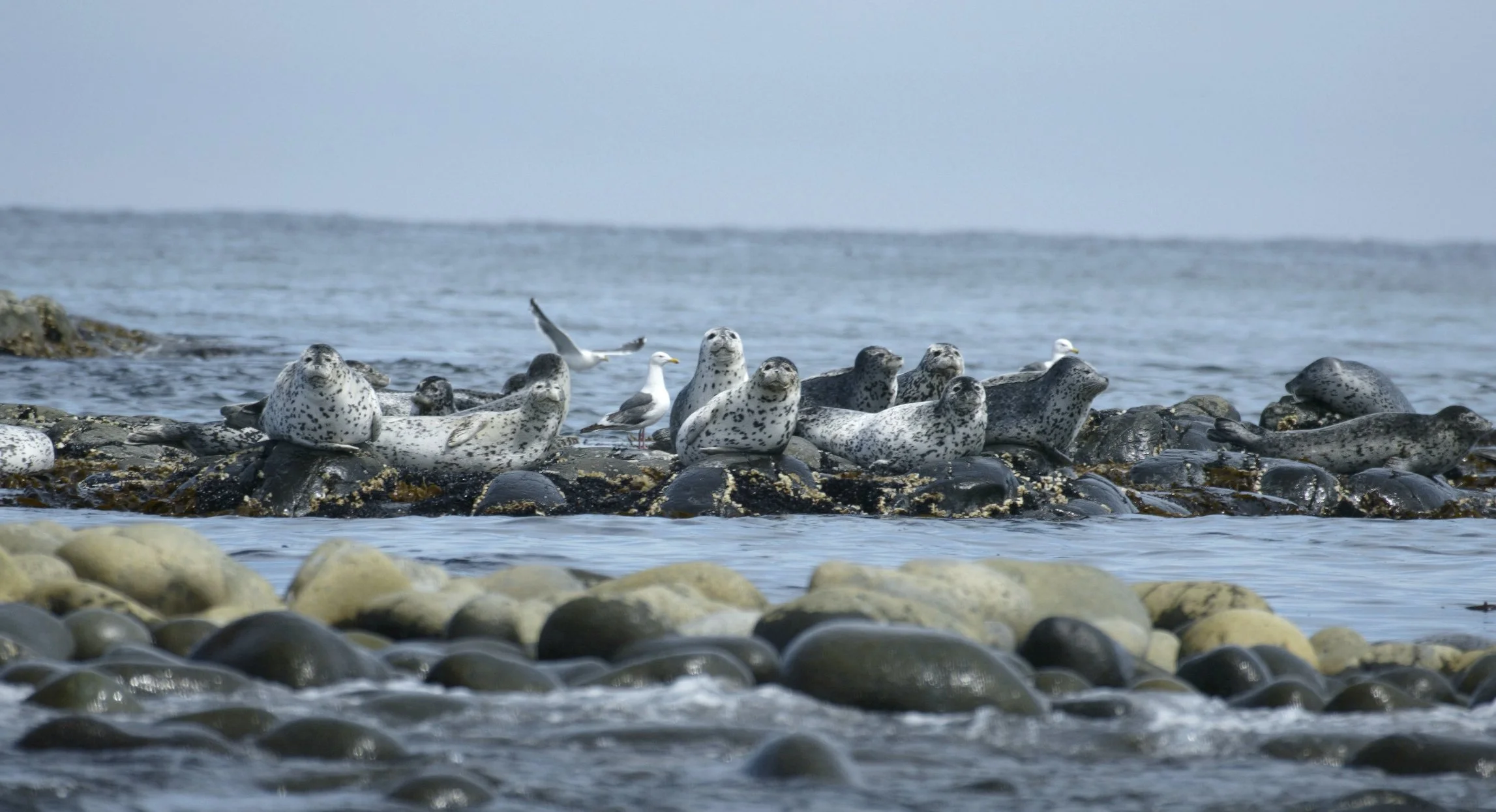 seals on rocks in the Hamptons seen while on a fishing charter