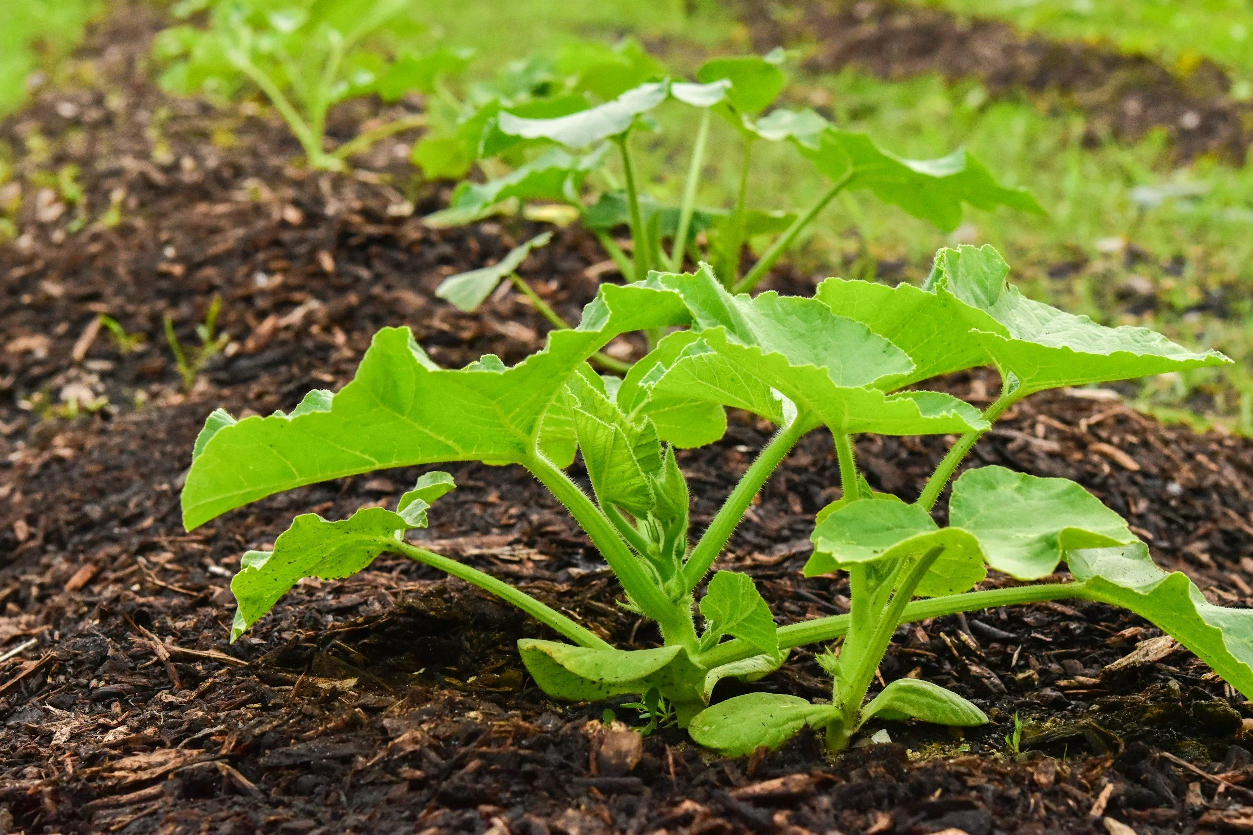pumpkin plant