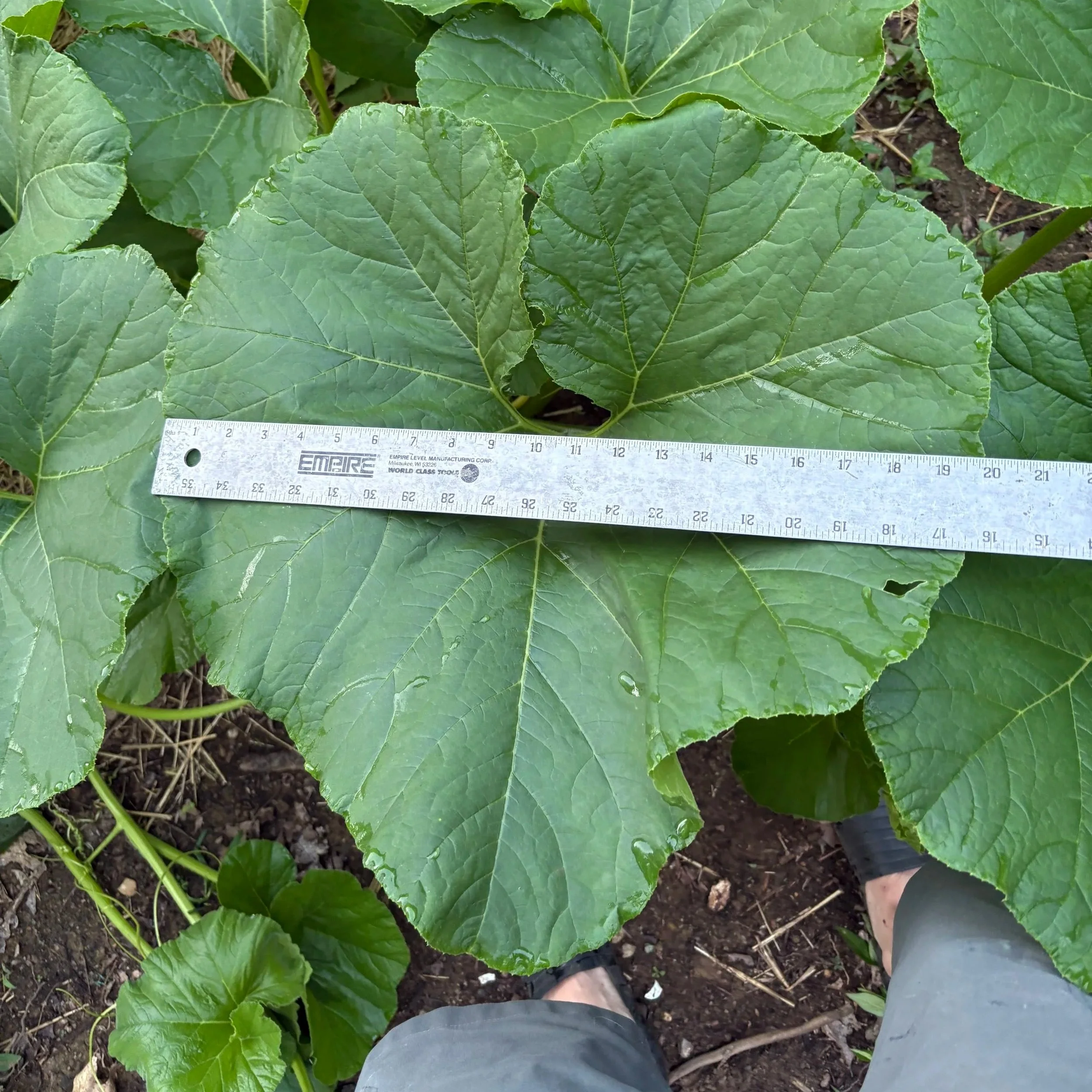 Chris flaunts a 20" leaf on one of his plants! 6/30/26