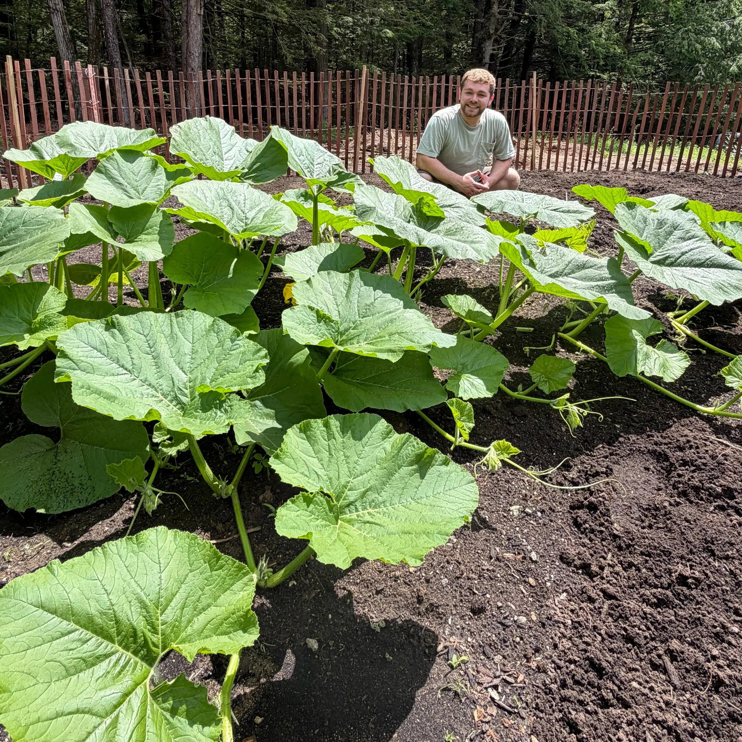 Zac with one of his giant pumpkin plants - 6/27/26