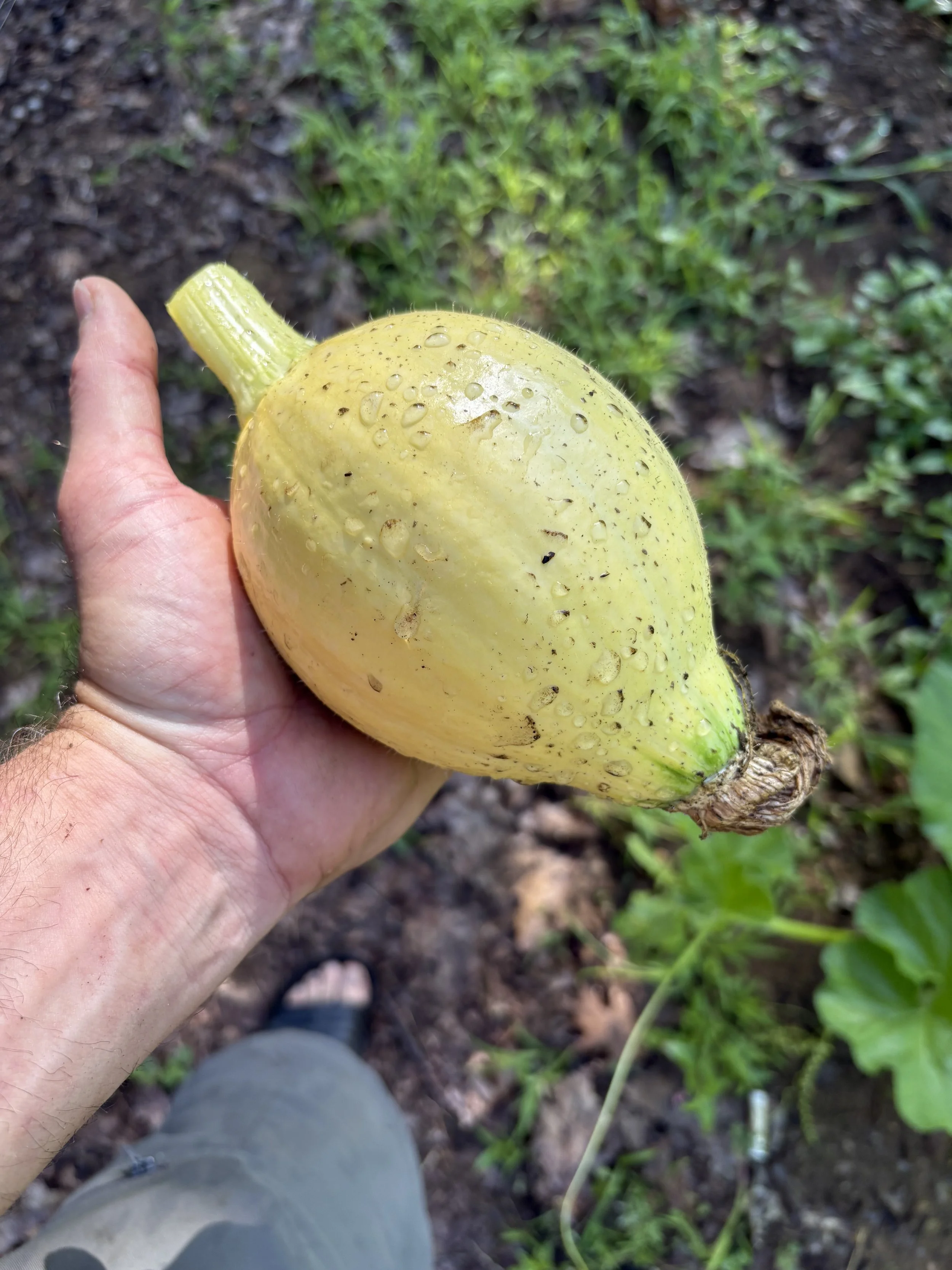  "Had to prune off this little bugger. He was stealing from my big pumpkin!" -Chris 7/2/26