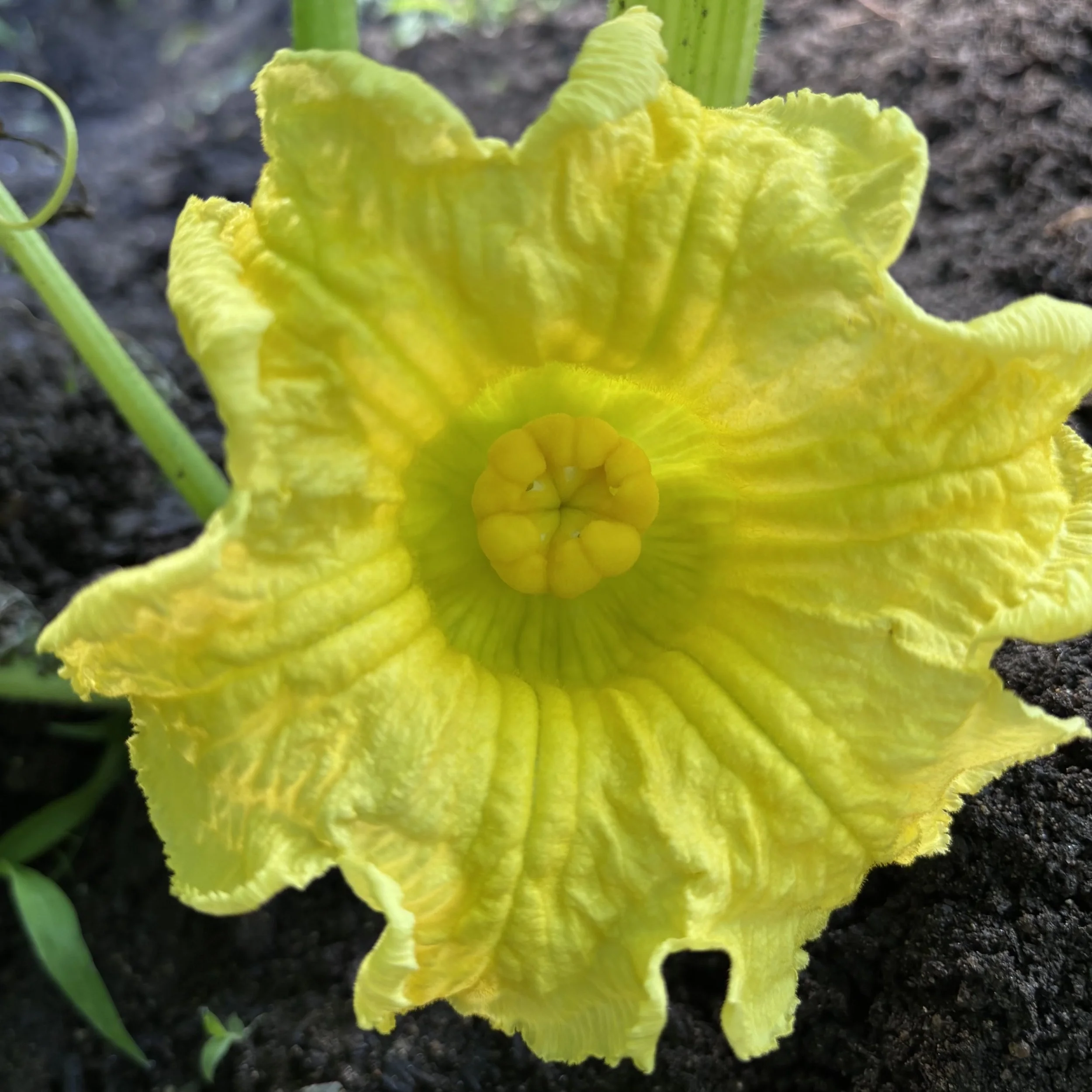 One of Zac's female flowers on pollination day - 6/28/26