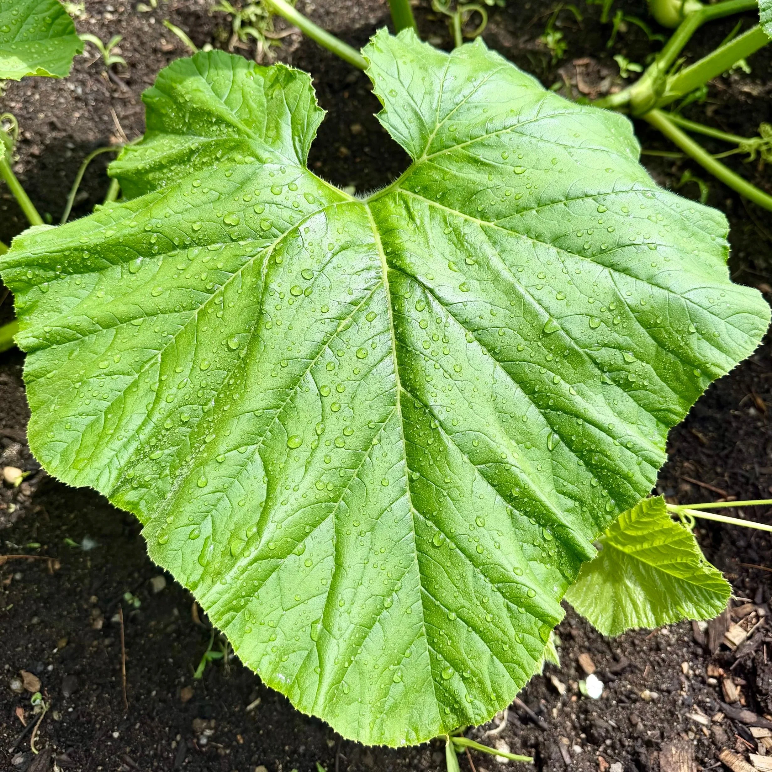 pumpkin leaf