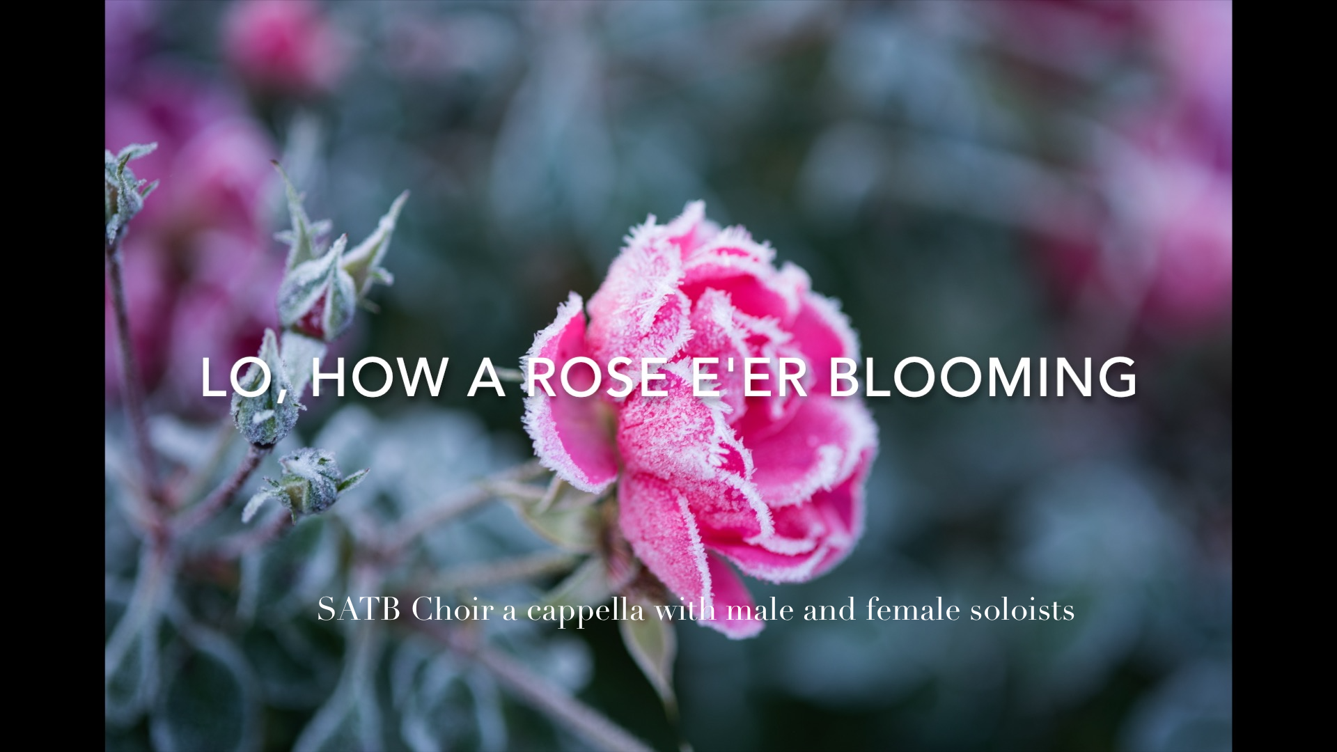 Lo, How a Rose E'er Blooming