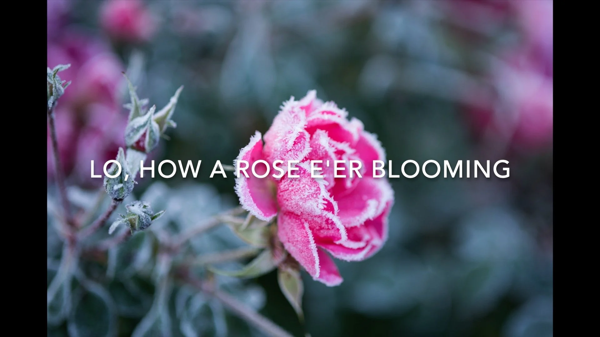 Lo, How a Rose Title Card.jpg