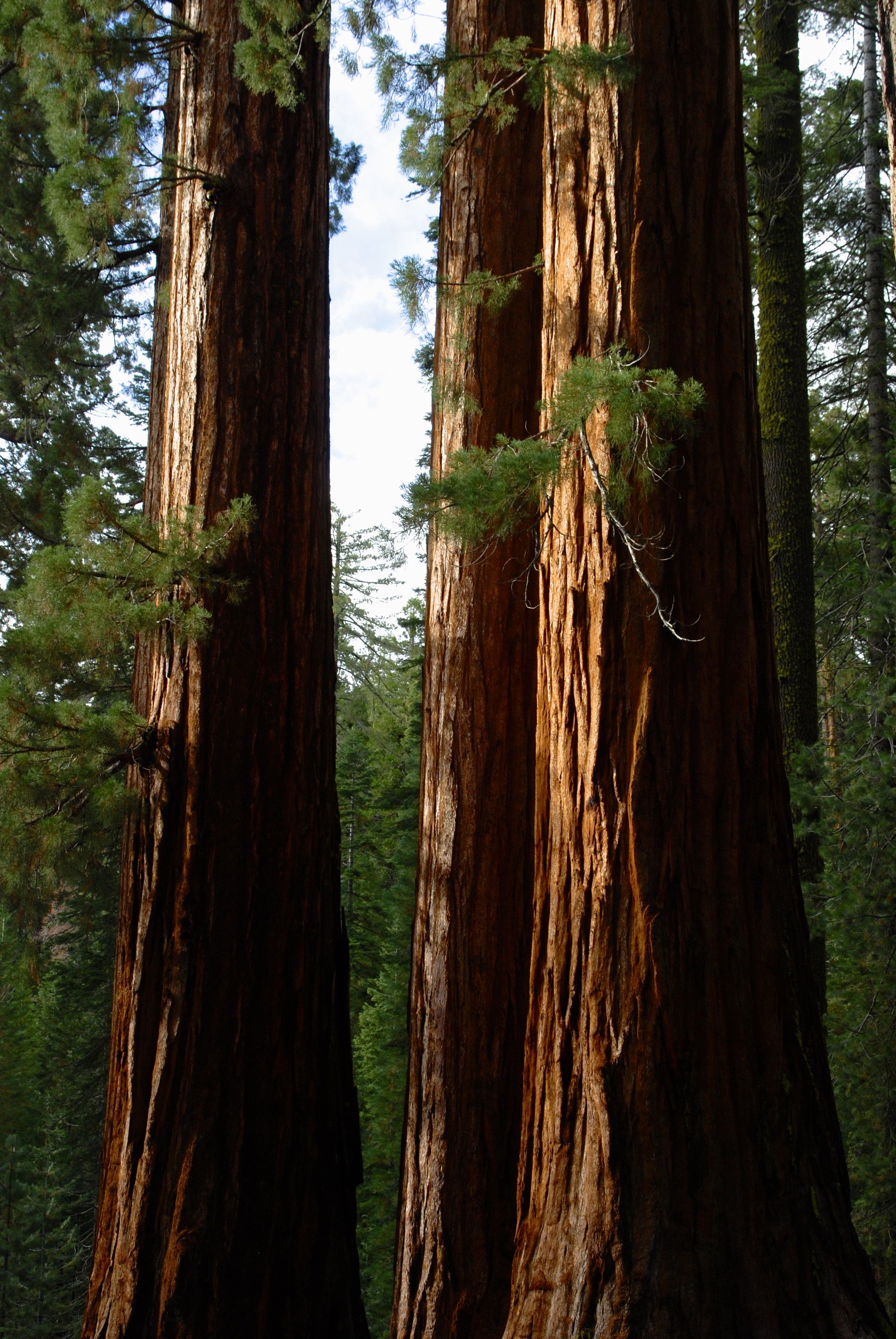 redwood trees