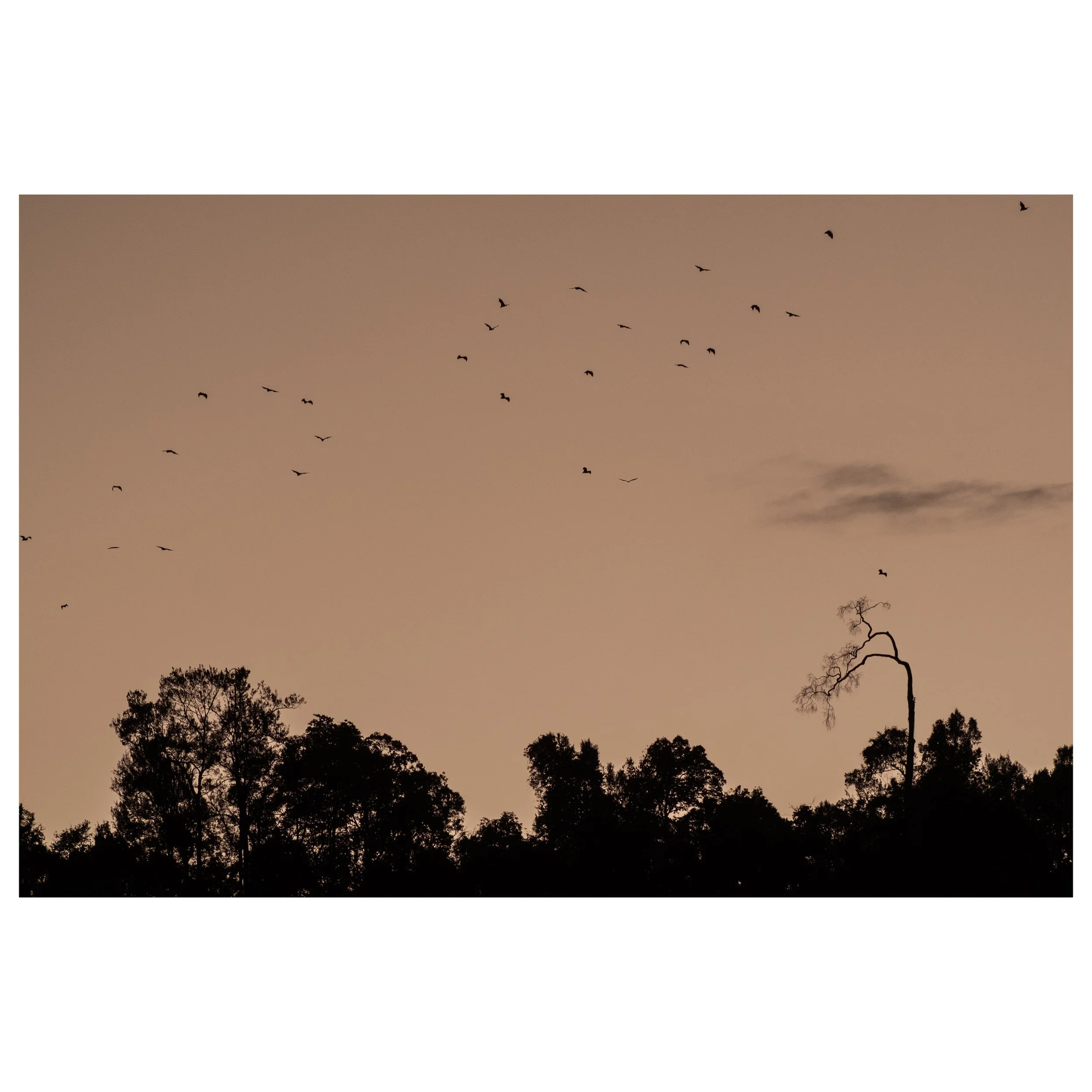 Bats at Cheow Lan Lake