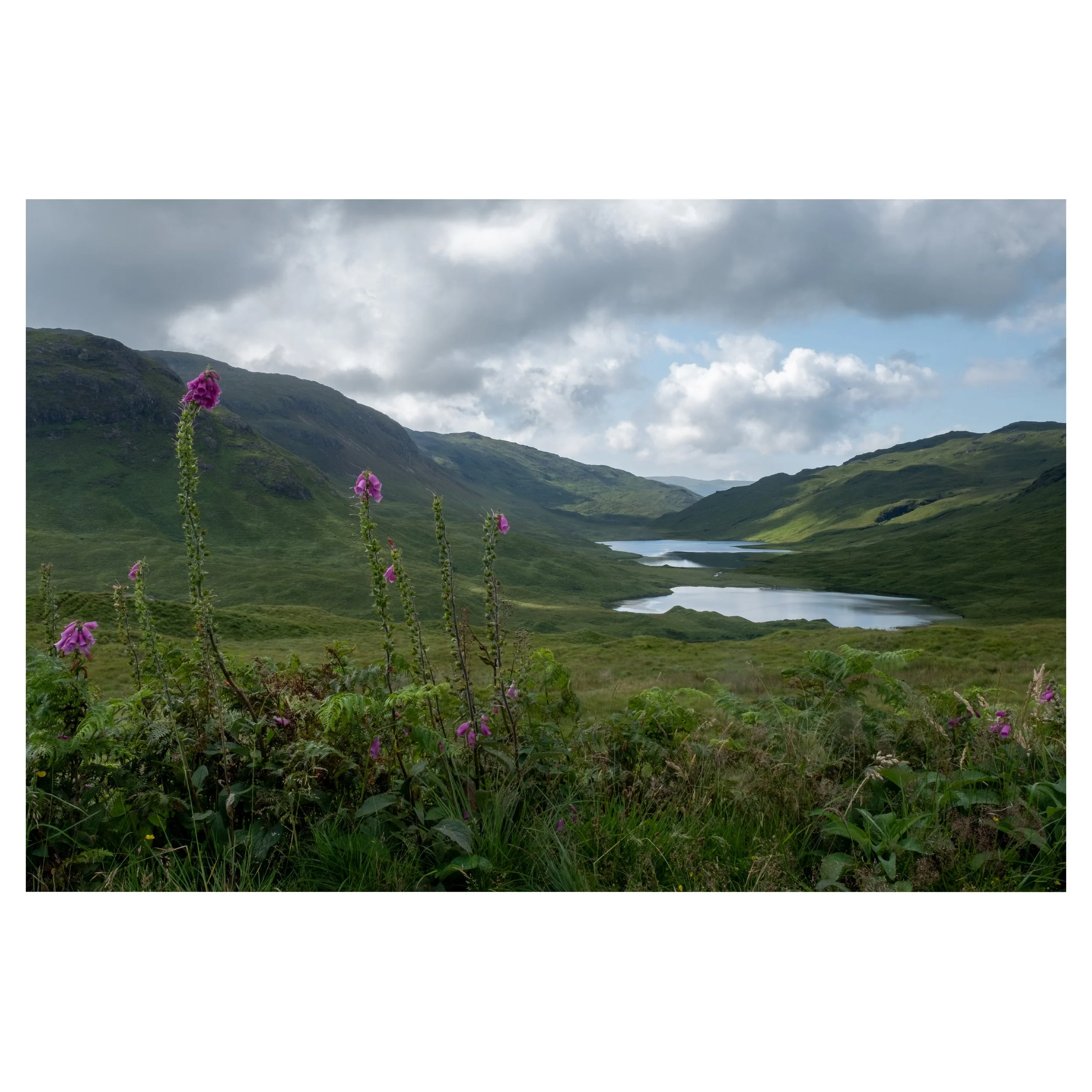 Foxgloves on Mull