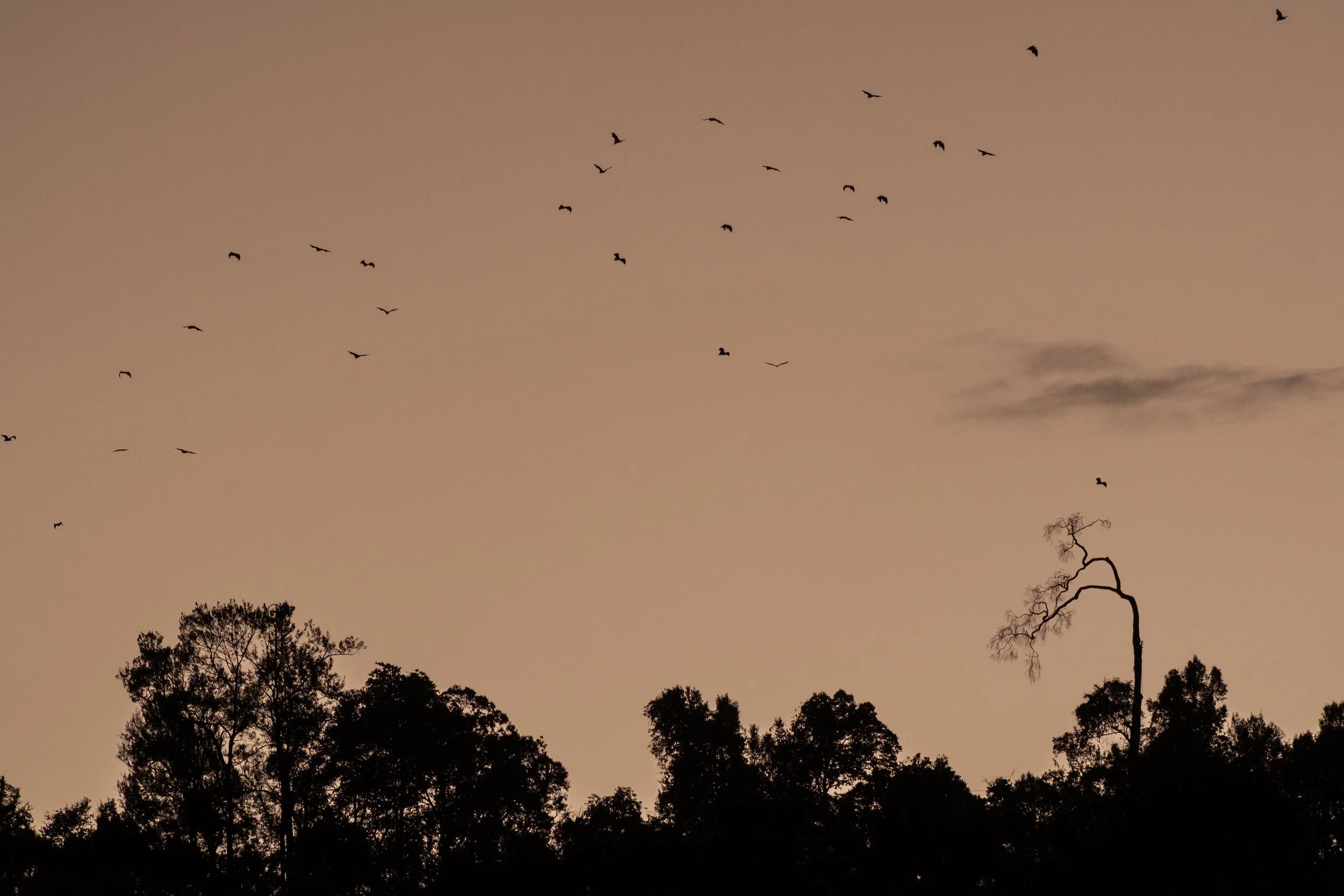 Bats at Cheow Lan Lake, Khao Sok National Park, 2025