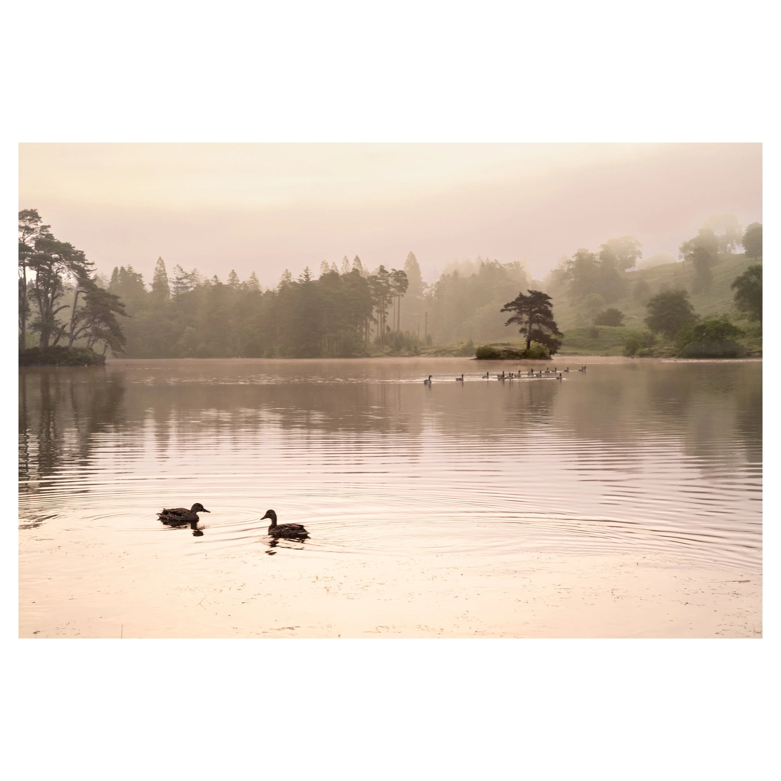 Ducks at Tarn Hows