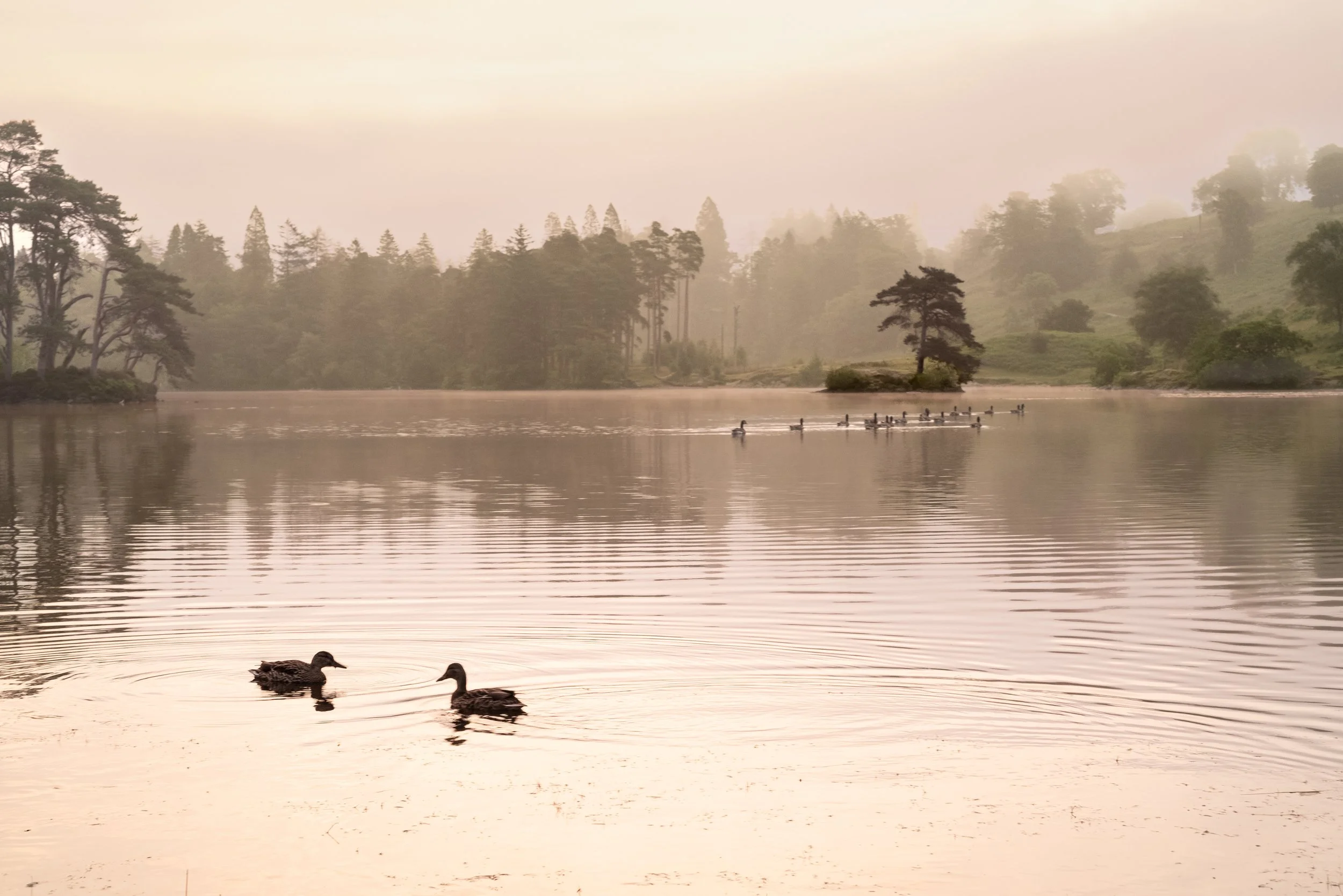 Tarn Hows, Lake District National Park, 2021
