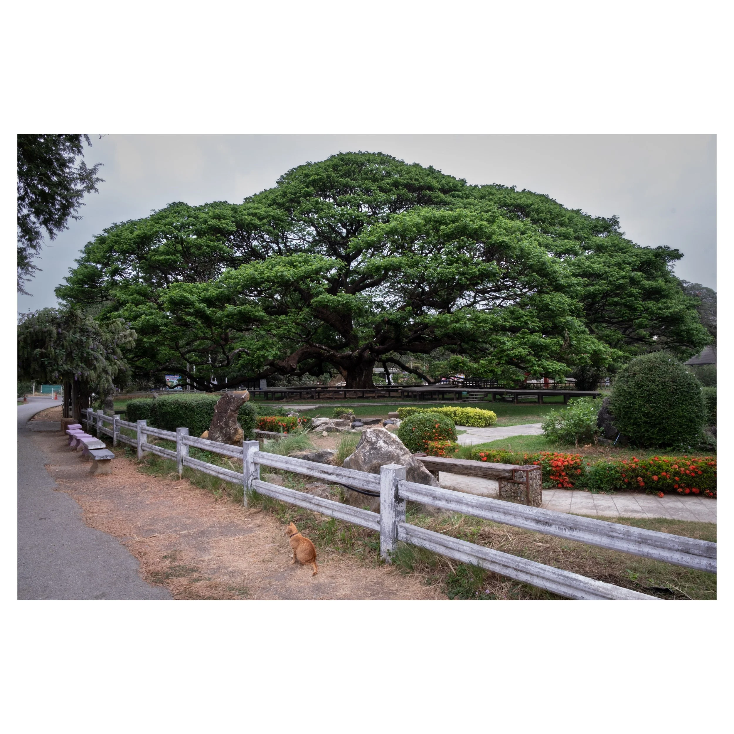Cat and Gaint Rain Tree