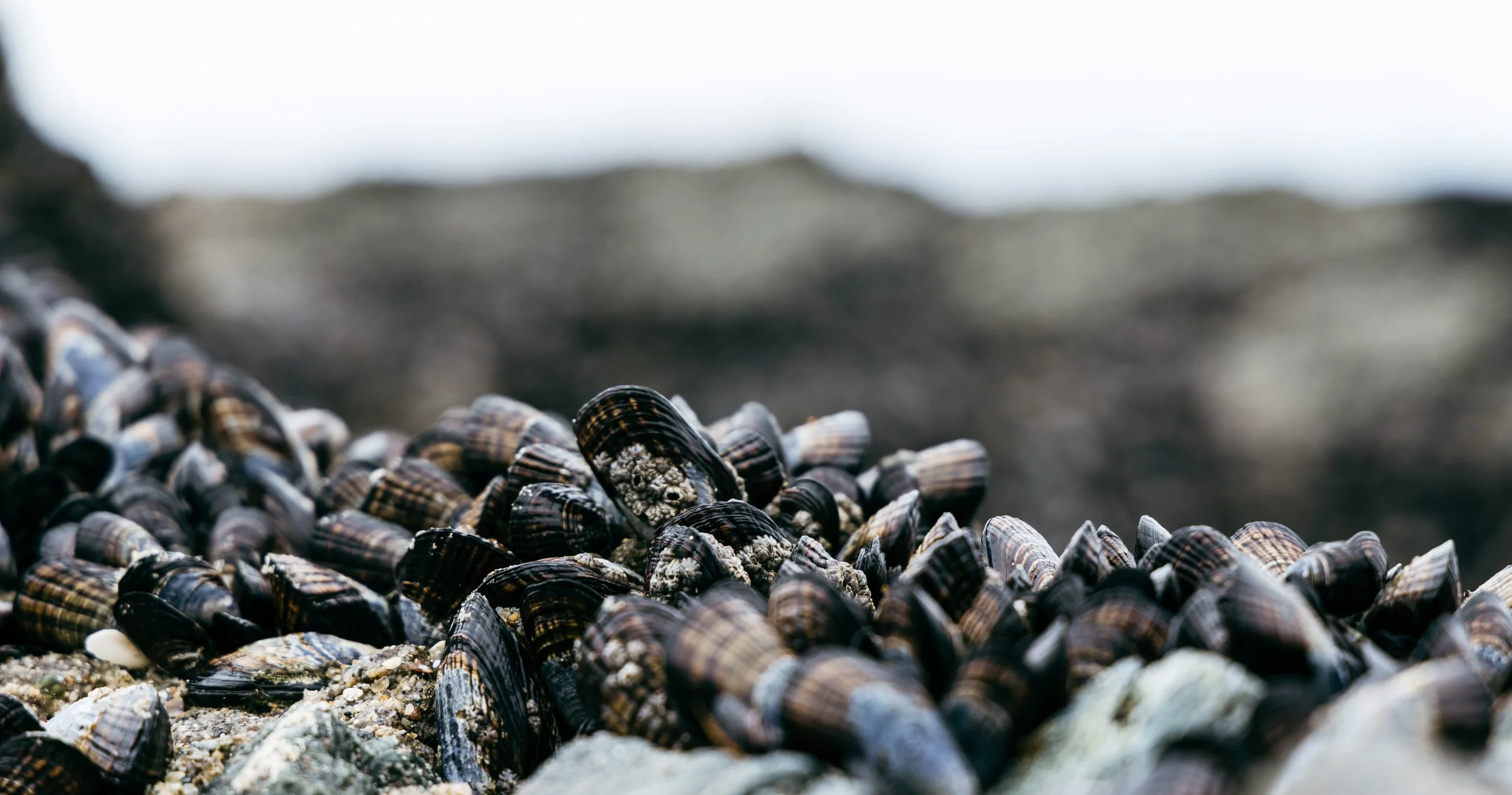 A close-up of a large cluster of mussels on a rocky shoreline, with a blurred background.