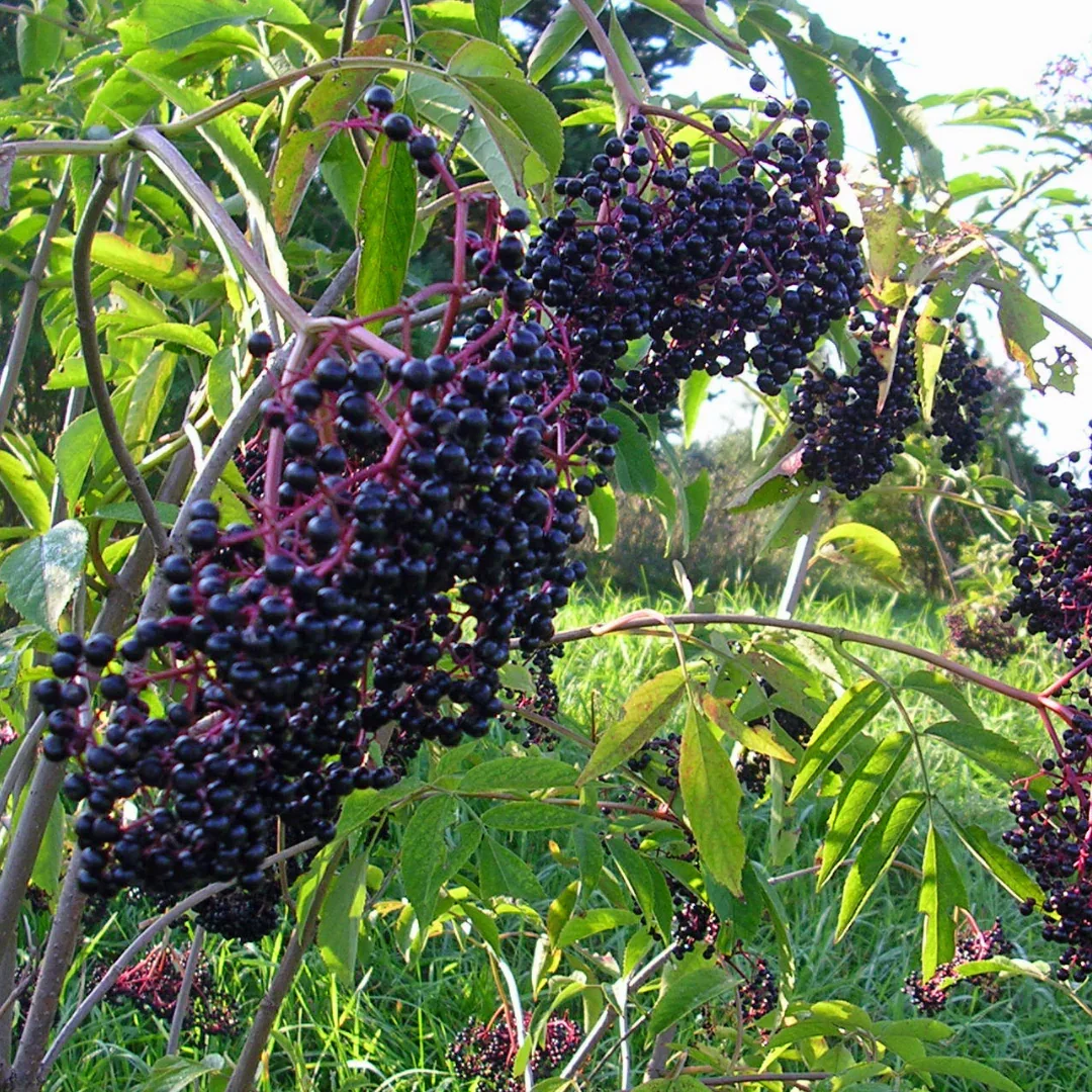 IMG_1730.webp