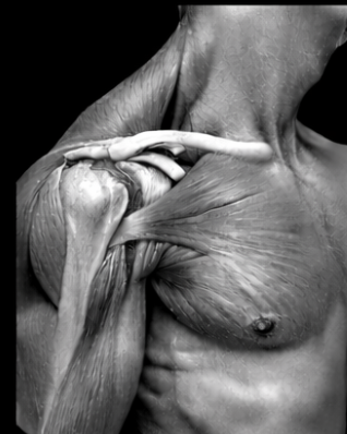 Close-up of a person rubbing their shoulder with their hand, showing muscles and skin.