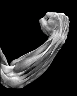 Black and white photo of a flexed human arm showing muscles and tendons.