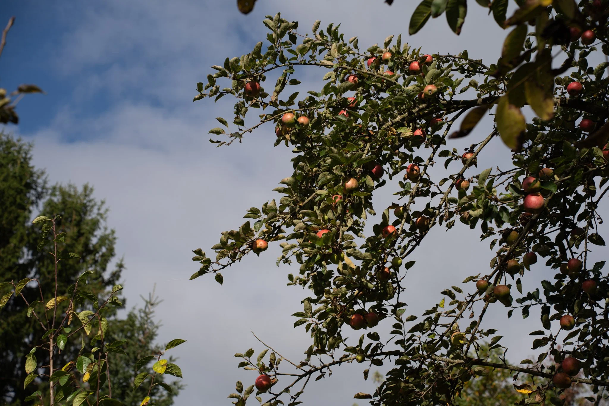 Apfelbaum mit reifen Äpfeln unter bewölktem Himmel.