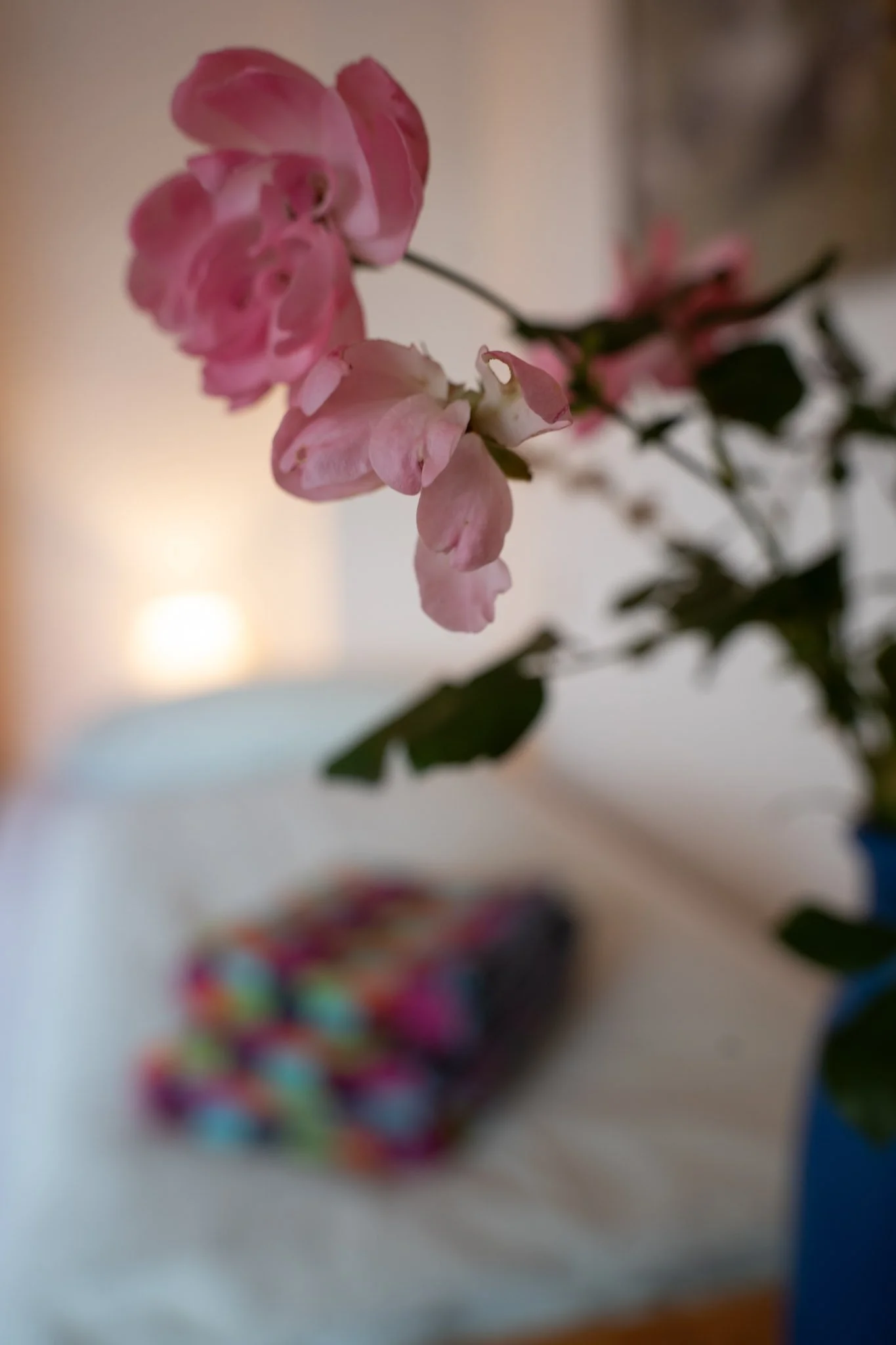Nahaufnahme einer pinken Blumenpflanze, mit verschwommenem Hintergrund, darunter ein Stapel bunter Socken.