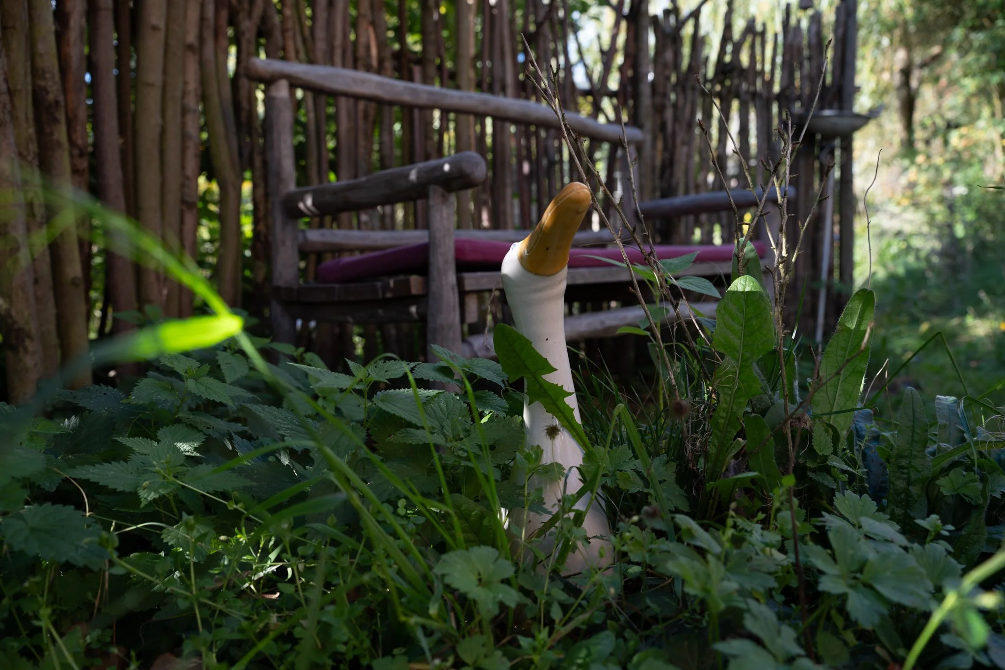 Eine Holzbank im Hintergrund, teilweise von dichtem Grün umgeben, und im Vordergrund eine weiße Gartenschaube mit gelbem Schnabel, die aus dem Gestrüpp hervorlugt.