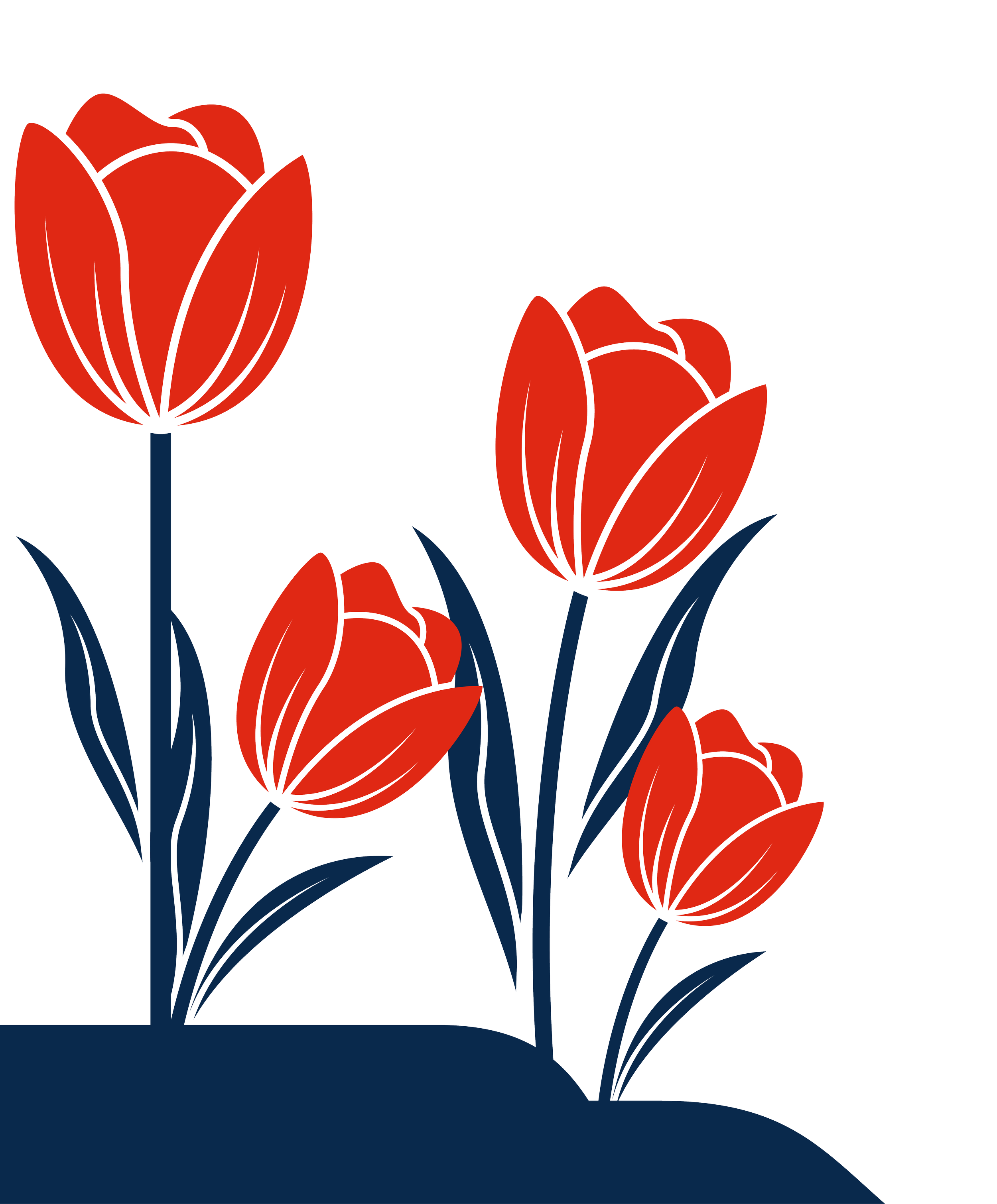 Red tulips