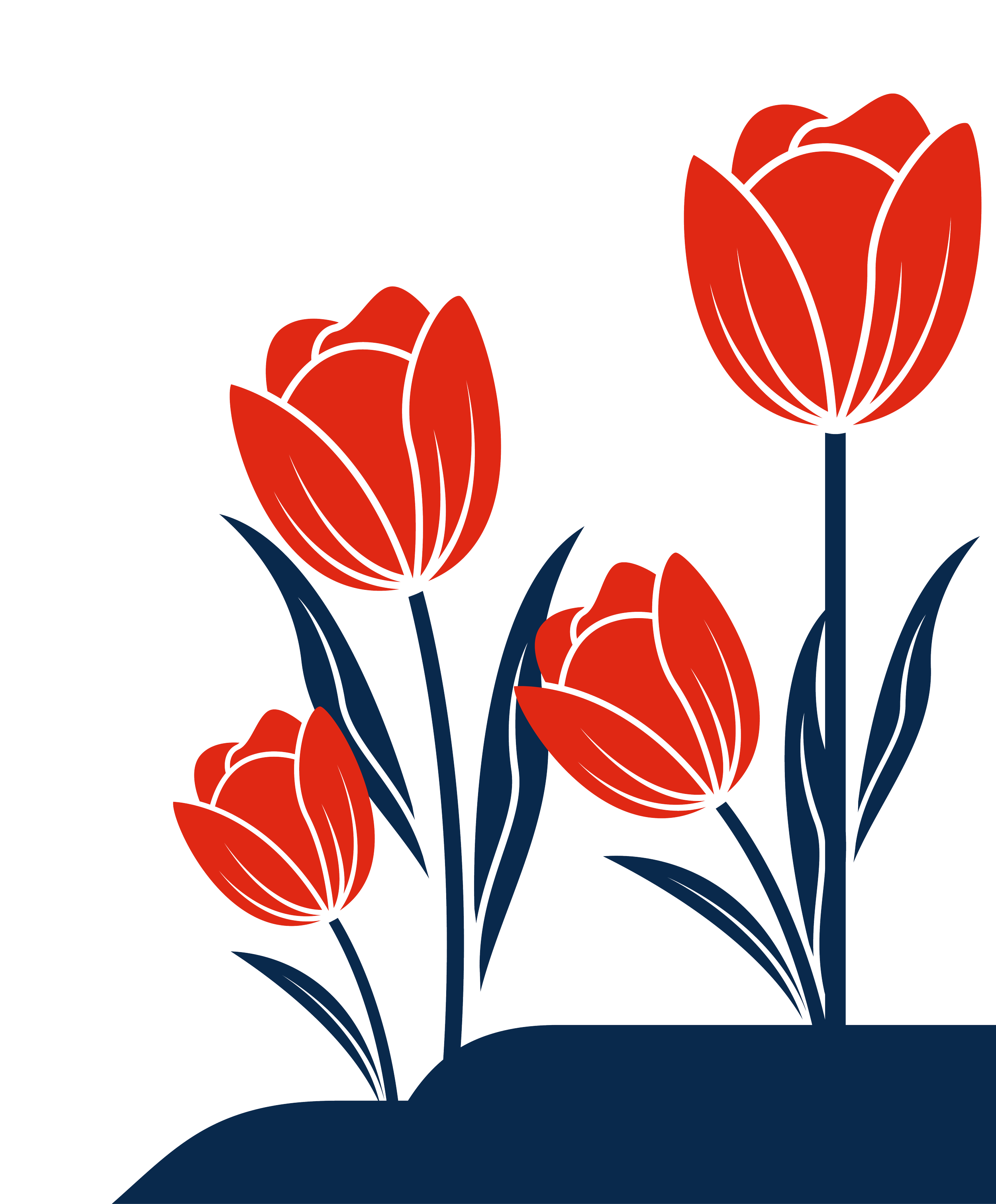 Mirrored image of red tulips