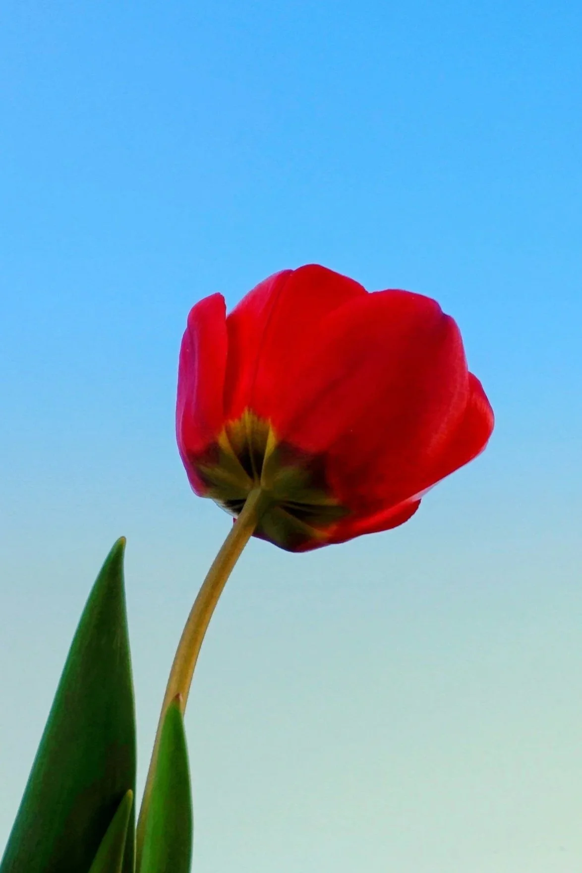 Close-up of a red tulip flower against a clear blue sky.