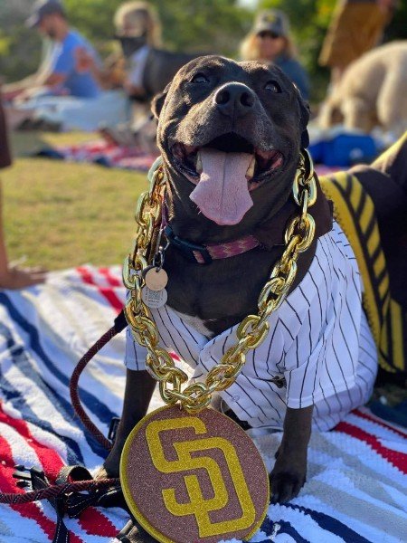 A happy black dog wearing a white pinstripe shirt and a large gold chain with a medallion. The medallion has the San Diego Padres logo. The dog sits on a striped blanket outdoors, with people in the background.