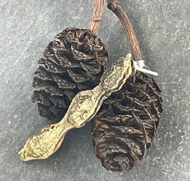 Kowhai III